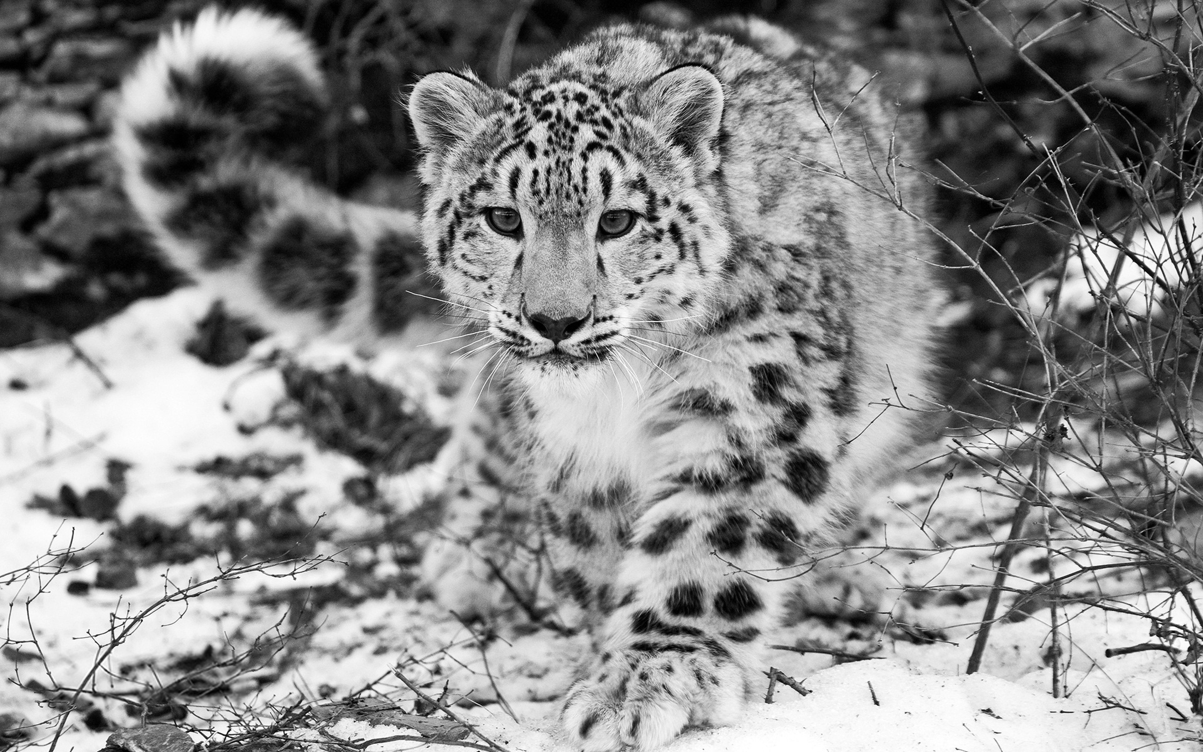 Ultra HD 4K Snow leopard Wallpaper HD, Desktop Background
