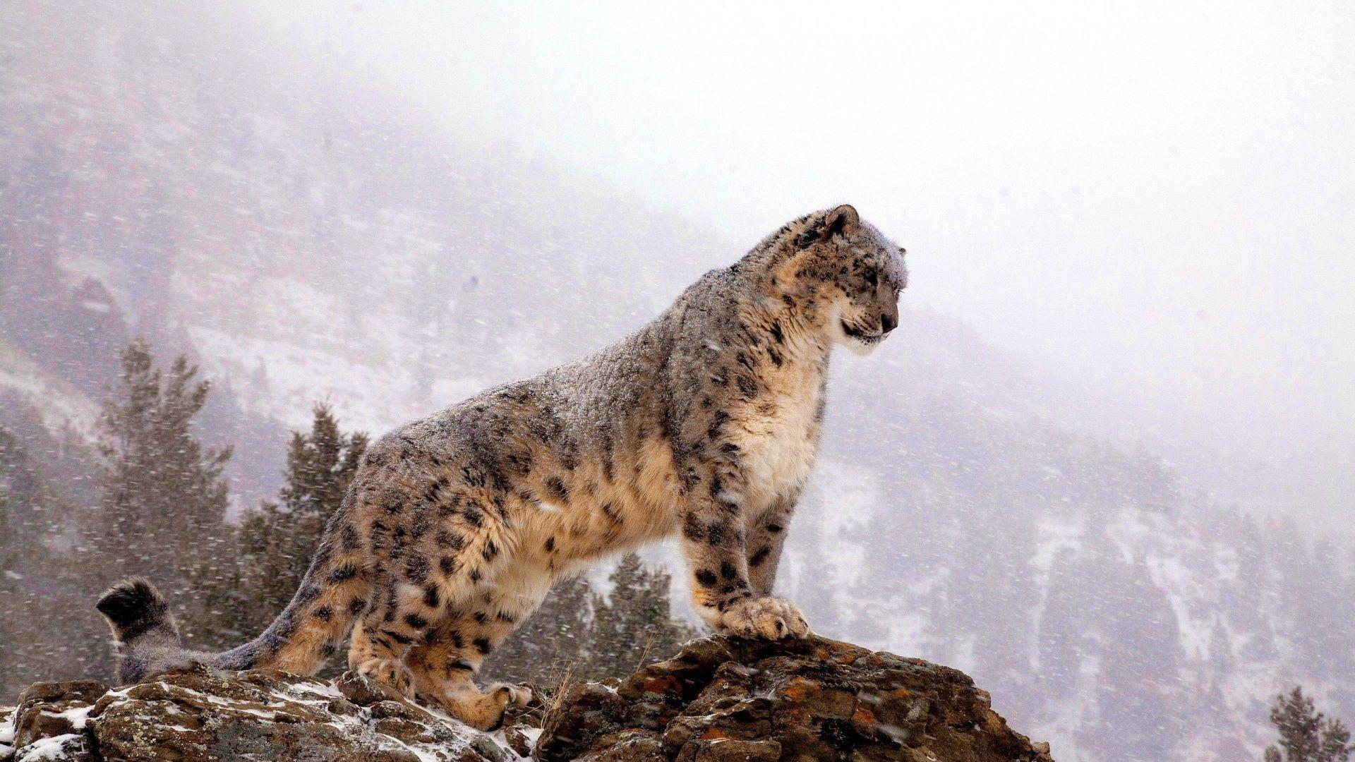 Full HD 1080p Snow leopard Wallpaper HD, Desktop Background