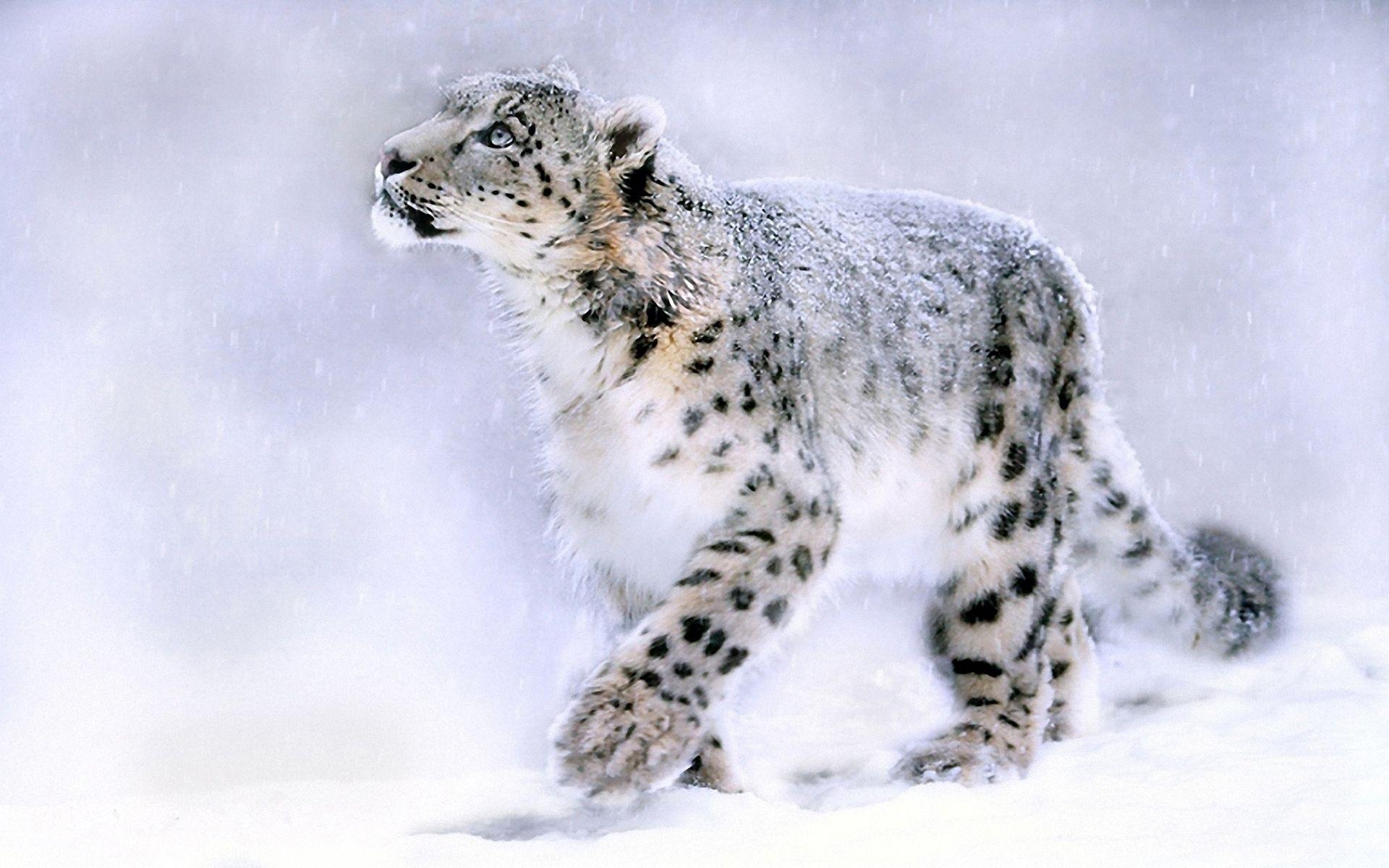Snow Leopard Wallpaper HD Picture