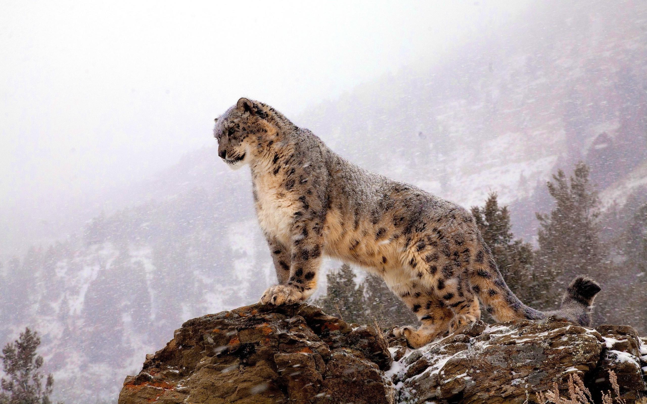 Image result for snow leopard wallpaper