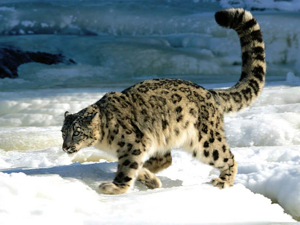Free Snow Leopard Wallpaper