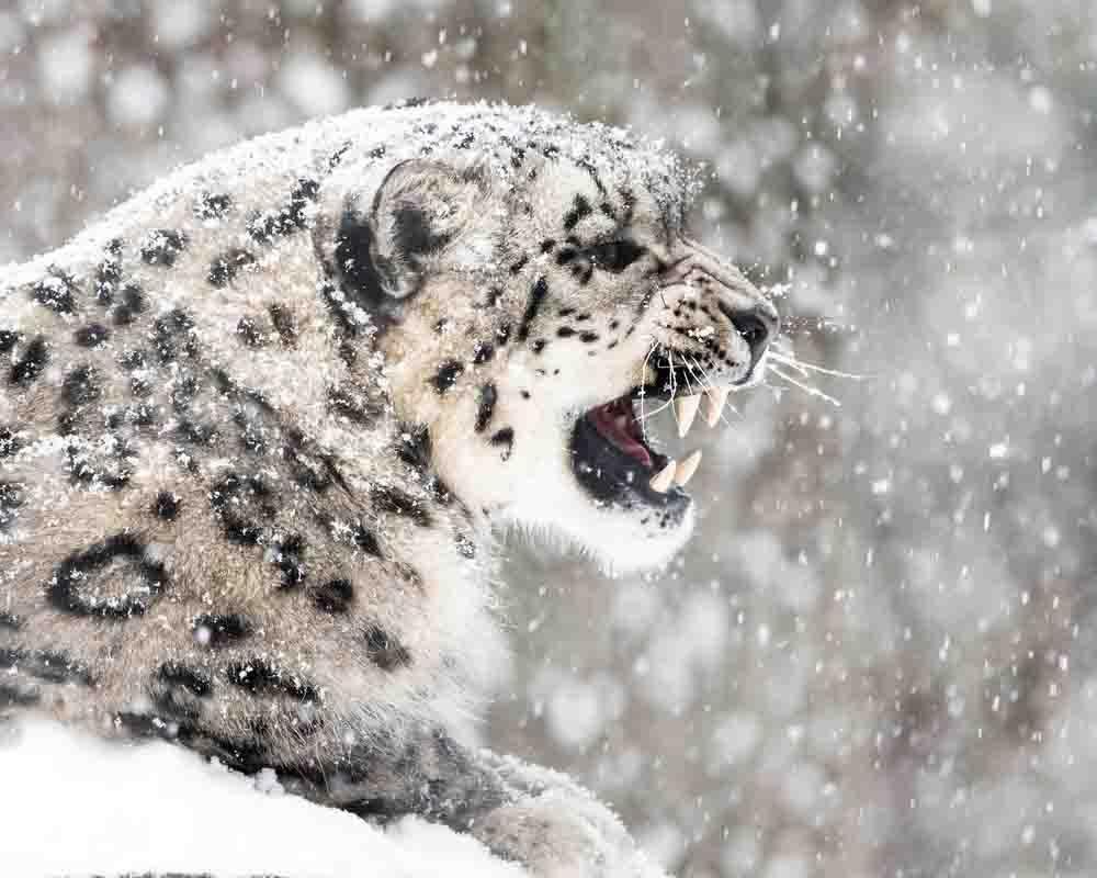 Snow Leopard Wallpaper Apps on Google Play