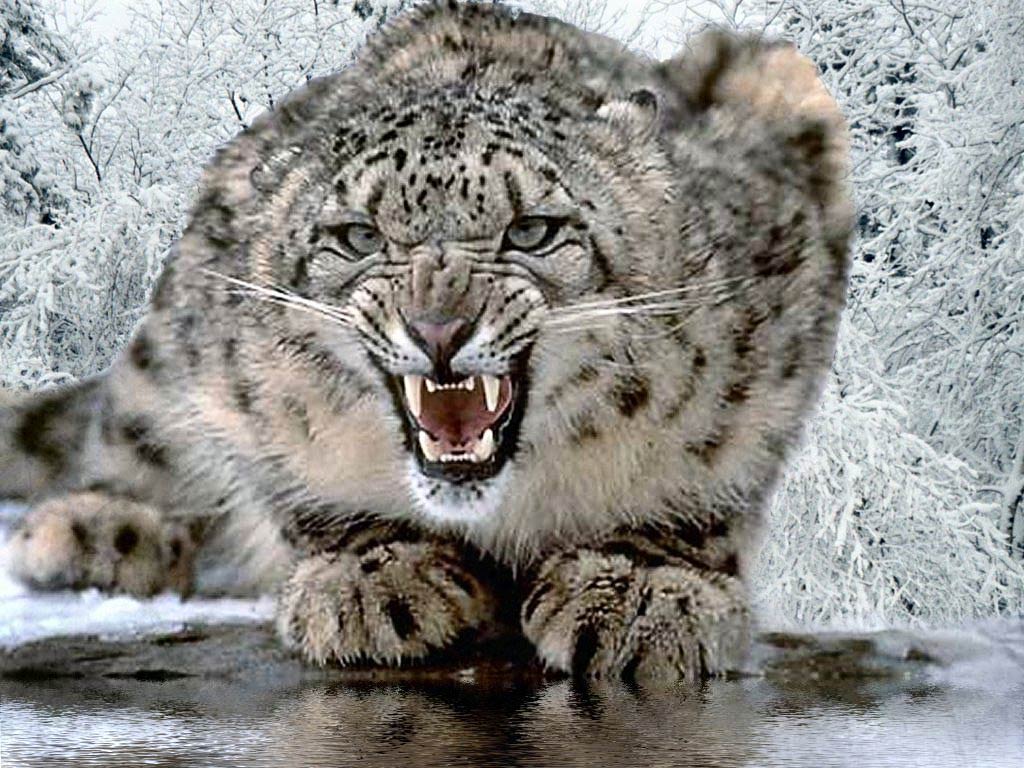 Snow Leopard Wallpaper and Background