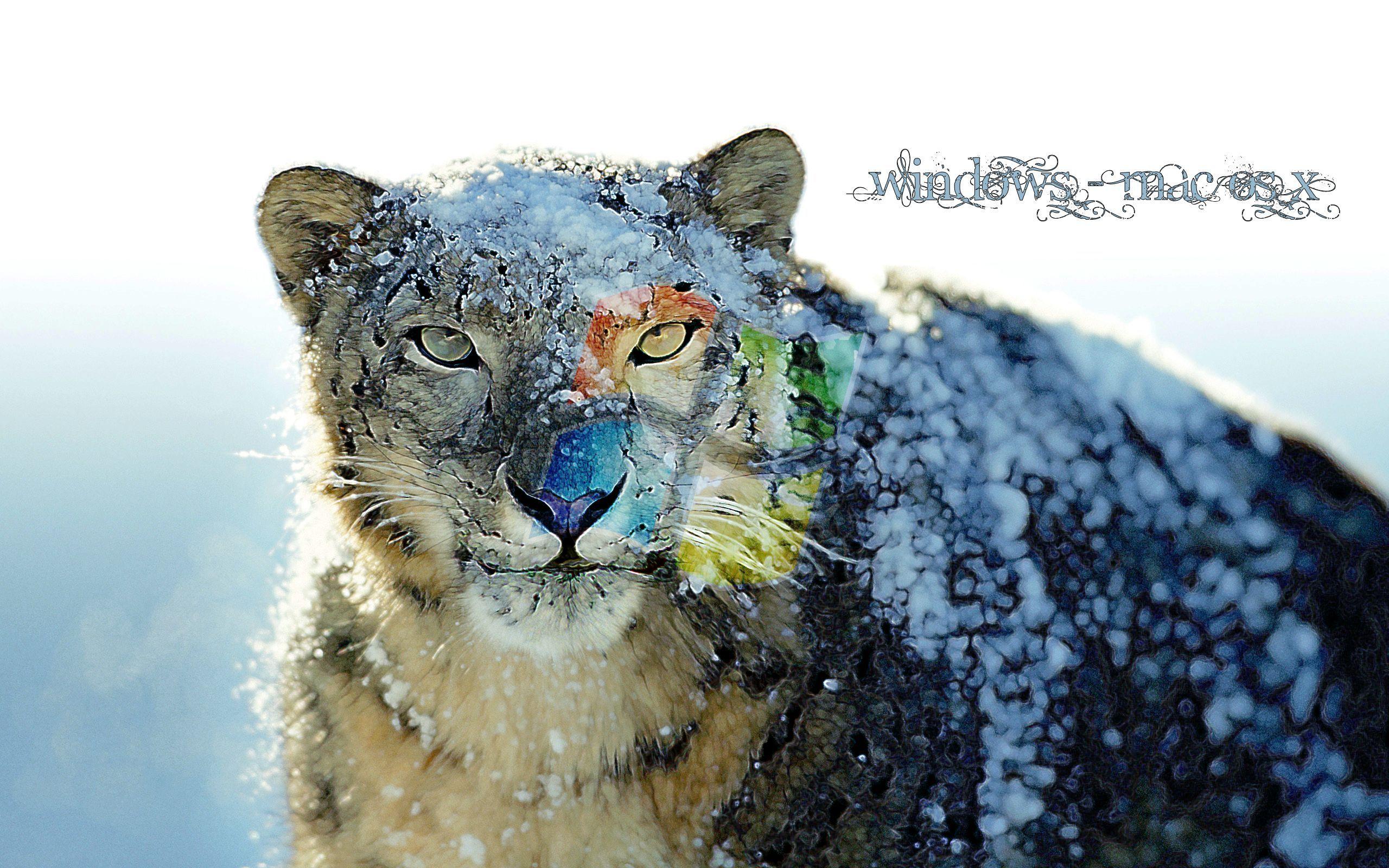 Snow Leopard clipart HD wallpaper and in color snow
