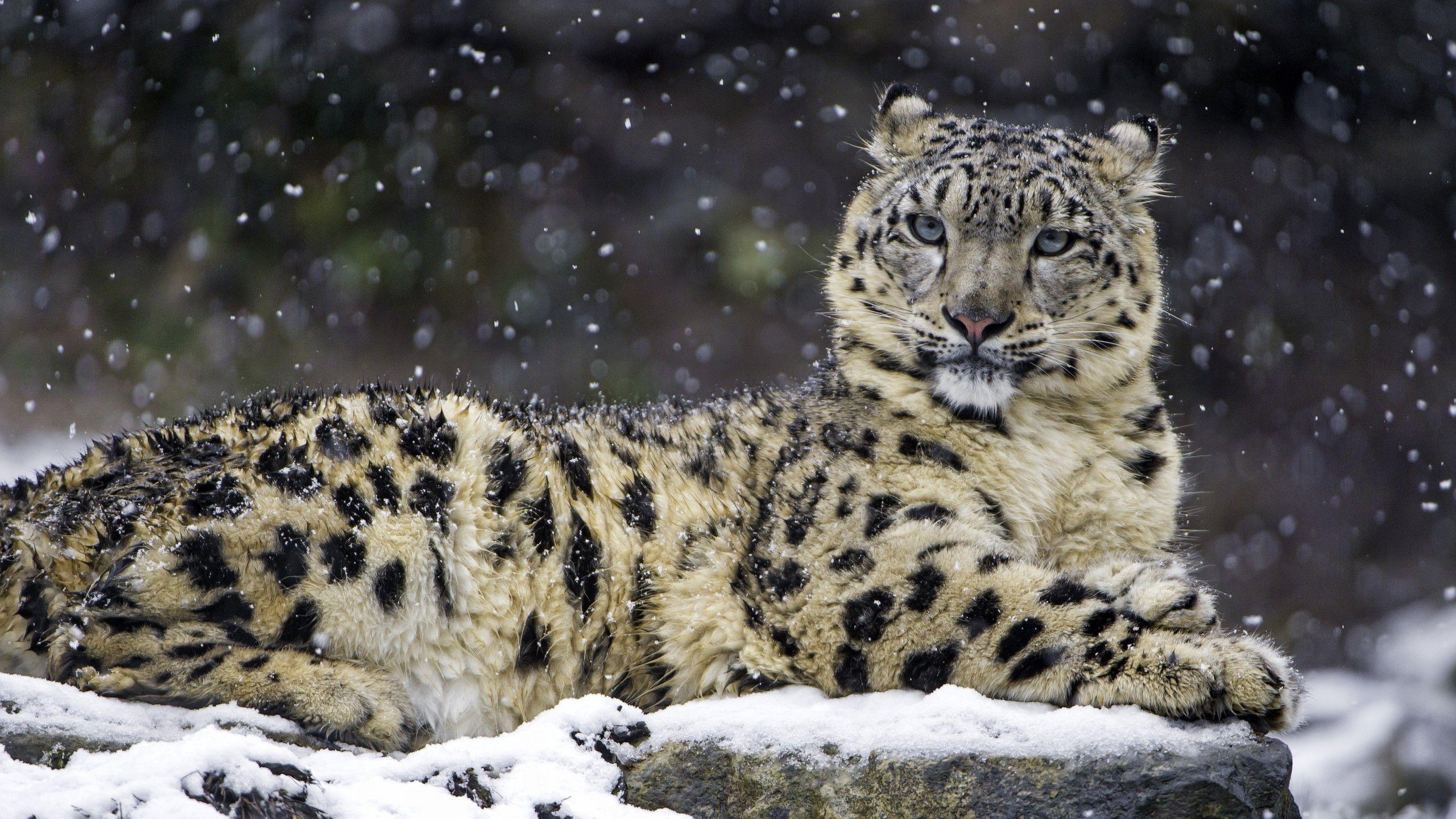 Wallpaper Snow leopard, Female, Snow, 4K, Animals