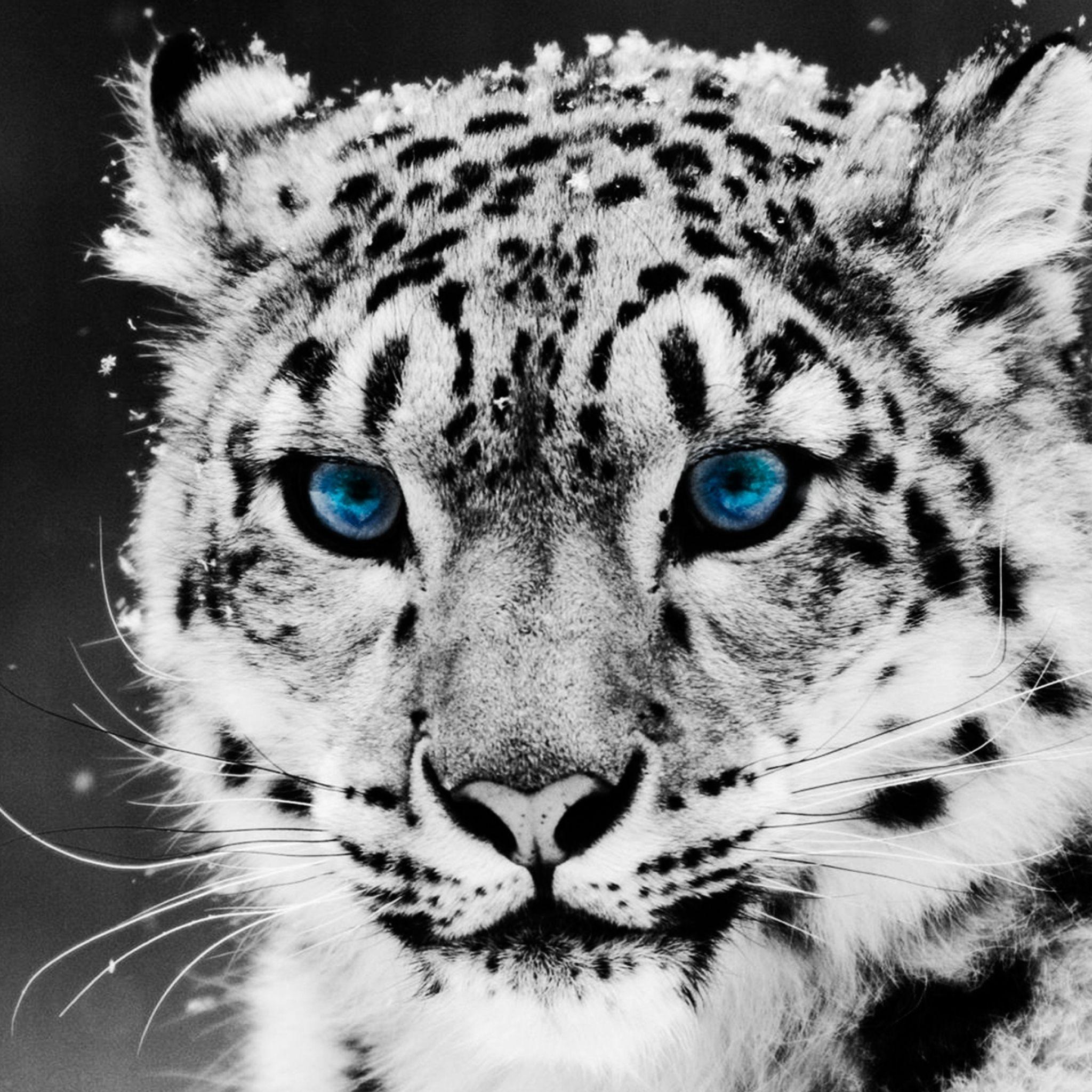 New iPad Air, iPad mini Retina Snow leopard Wallpaper HD
