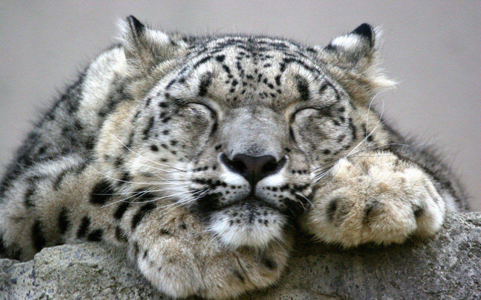 Snow Leopard Picture