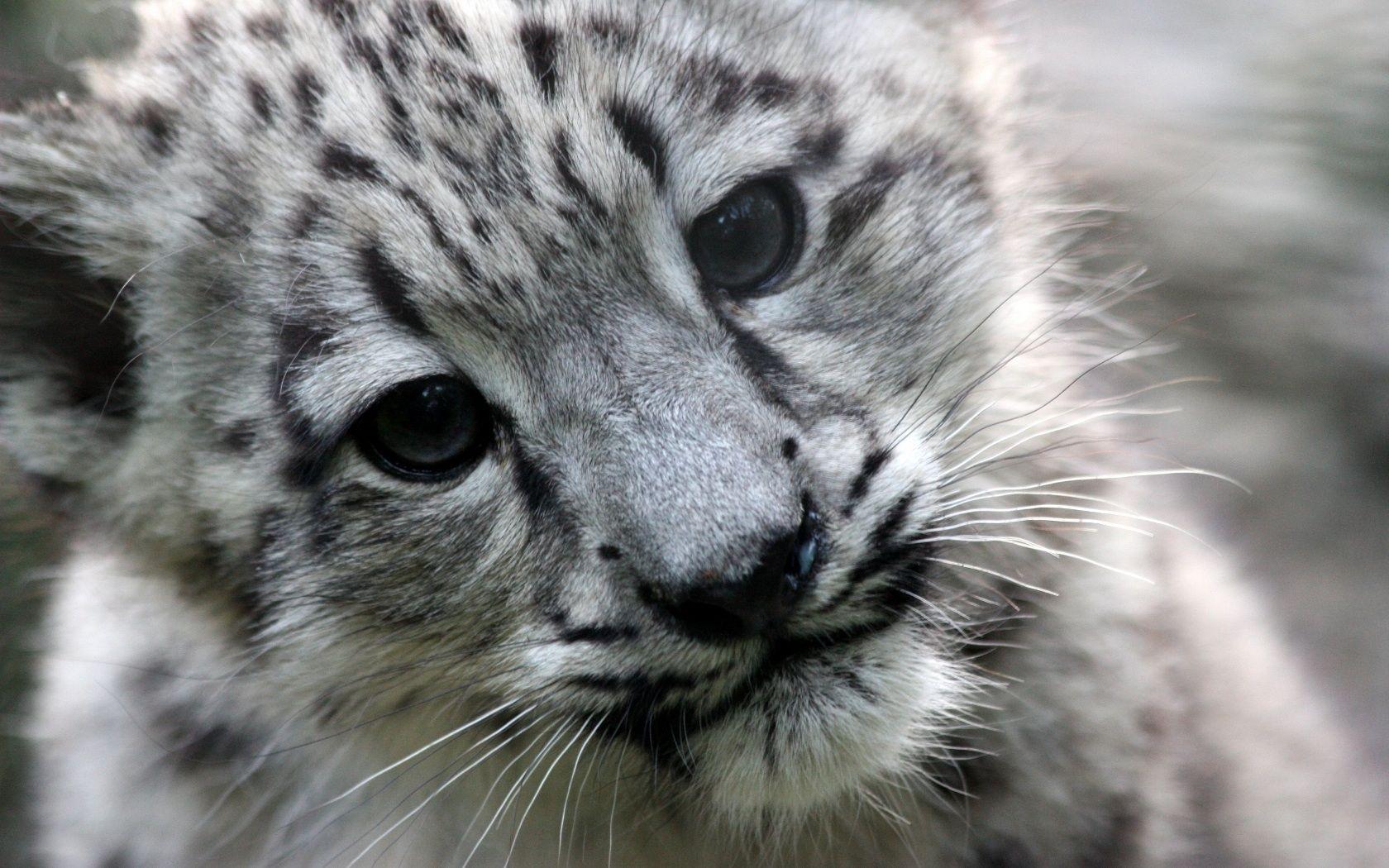 Snow Leopard Cubs in The Wild