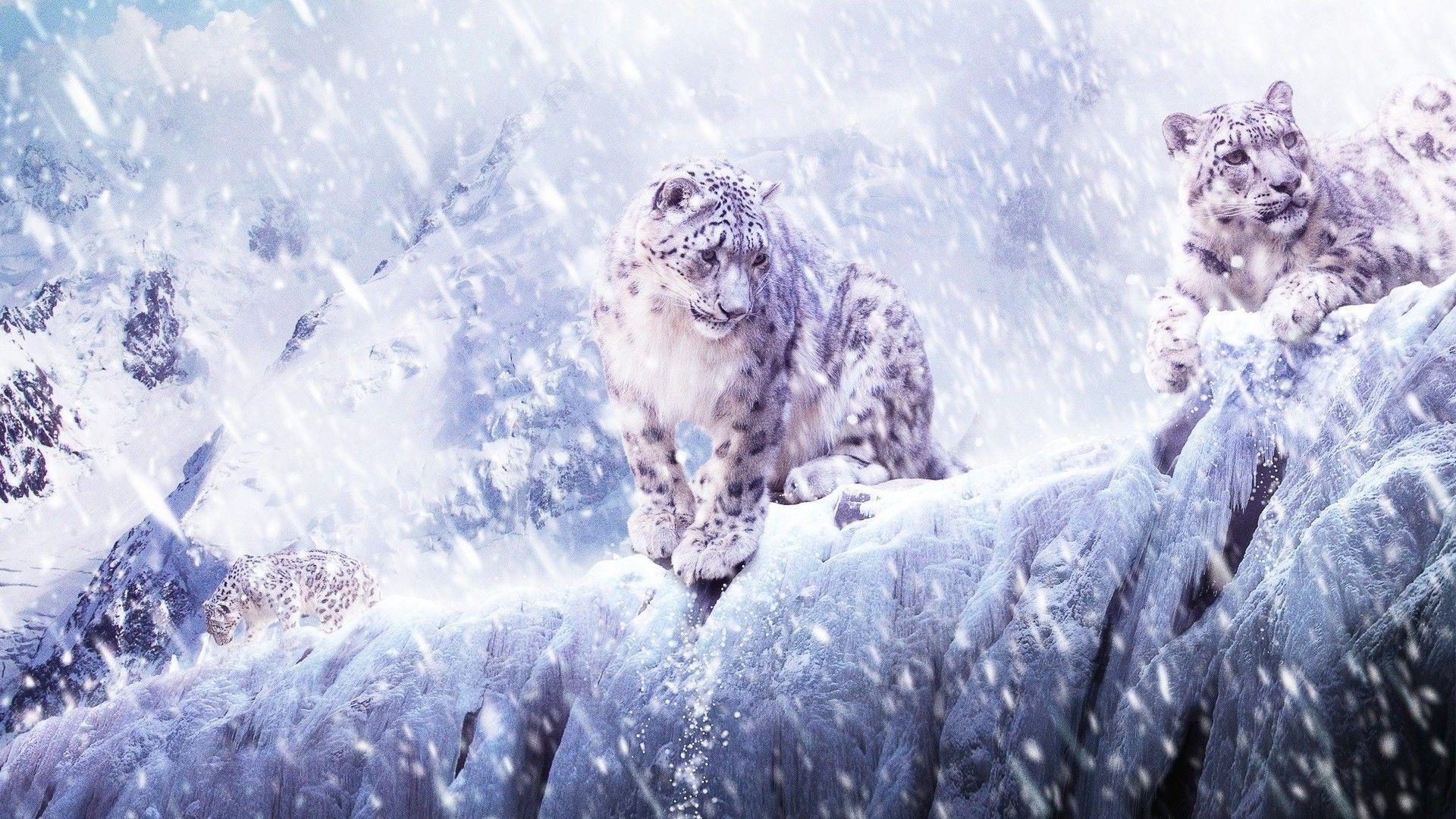 Snow leopards Wallpaper