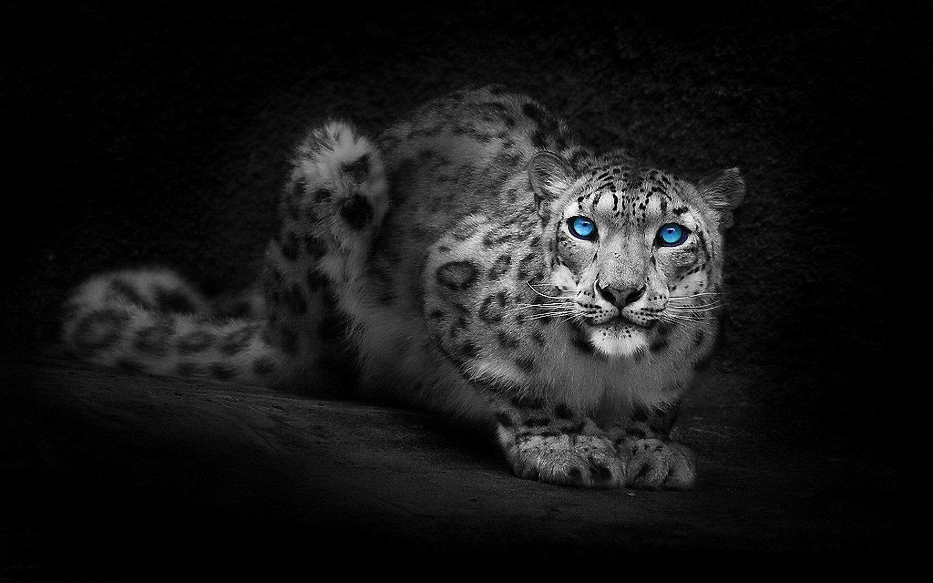 Snow Leopard Full HD Wallpaper and Backgroundx1200
