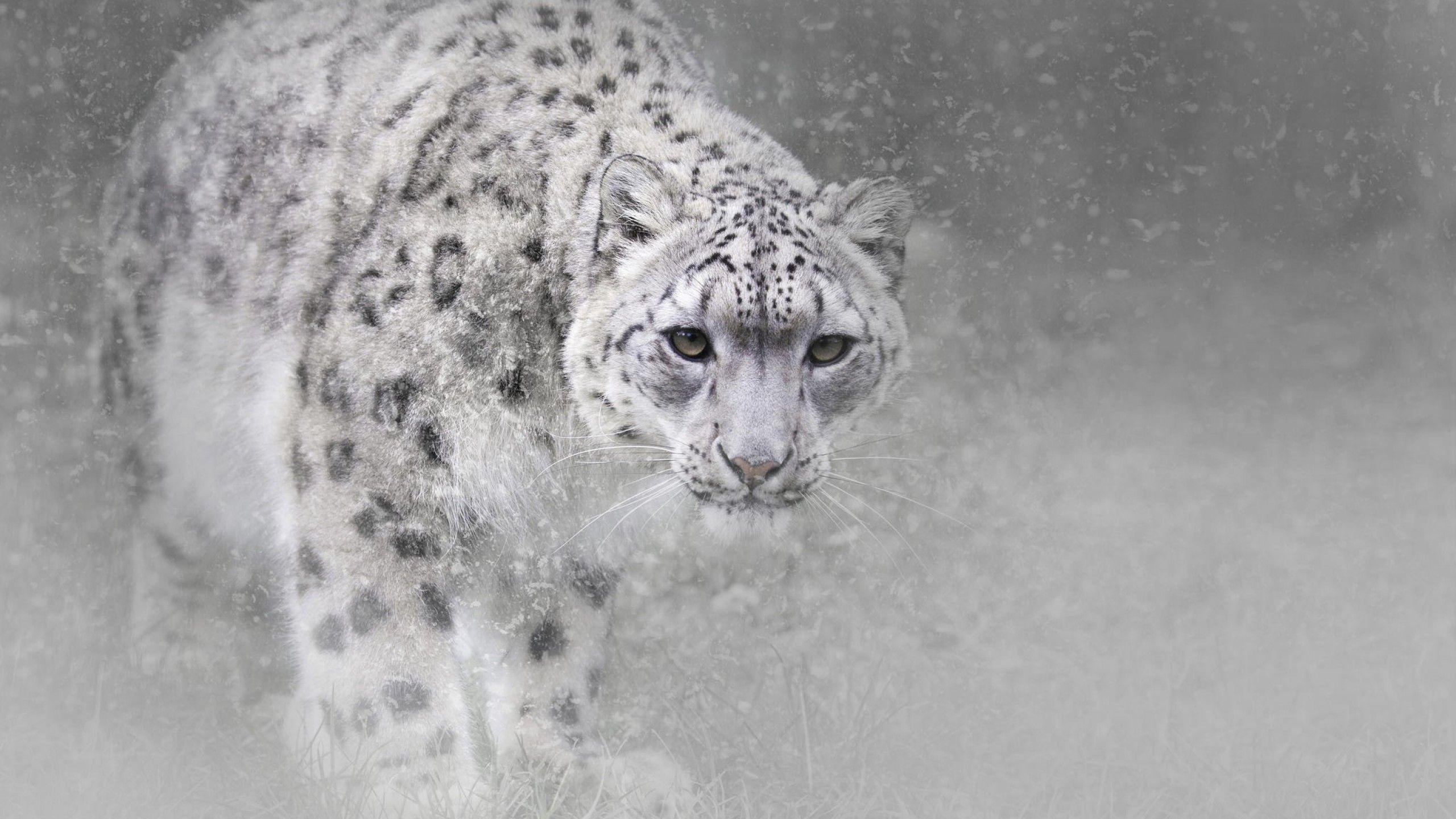 Wallpaper Snow leopard, Animals