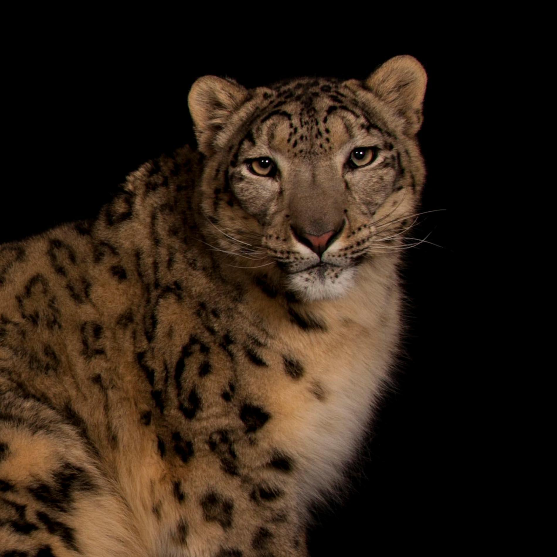 Animal Snow Leopard wallpaper (Desktop, Phone, Tablet)