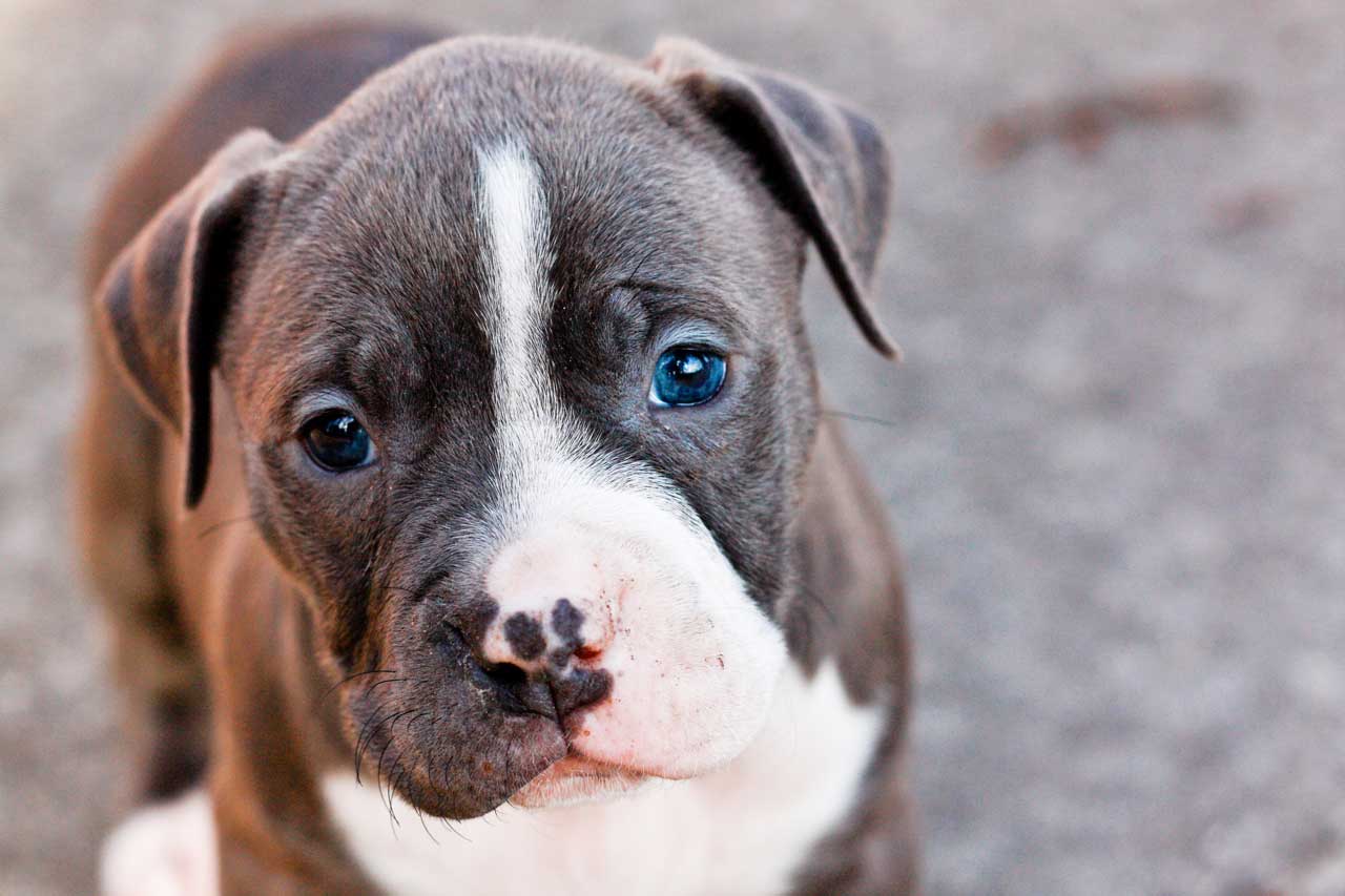 Pitbull Puppies Wallpapers Wallpaper Cave