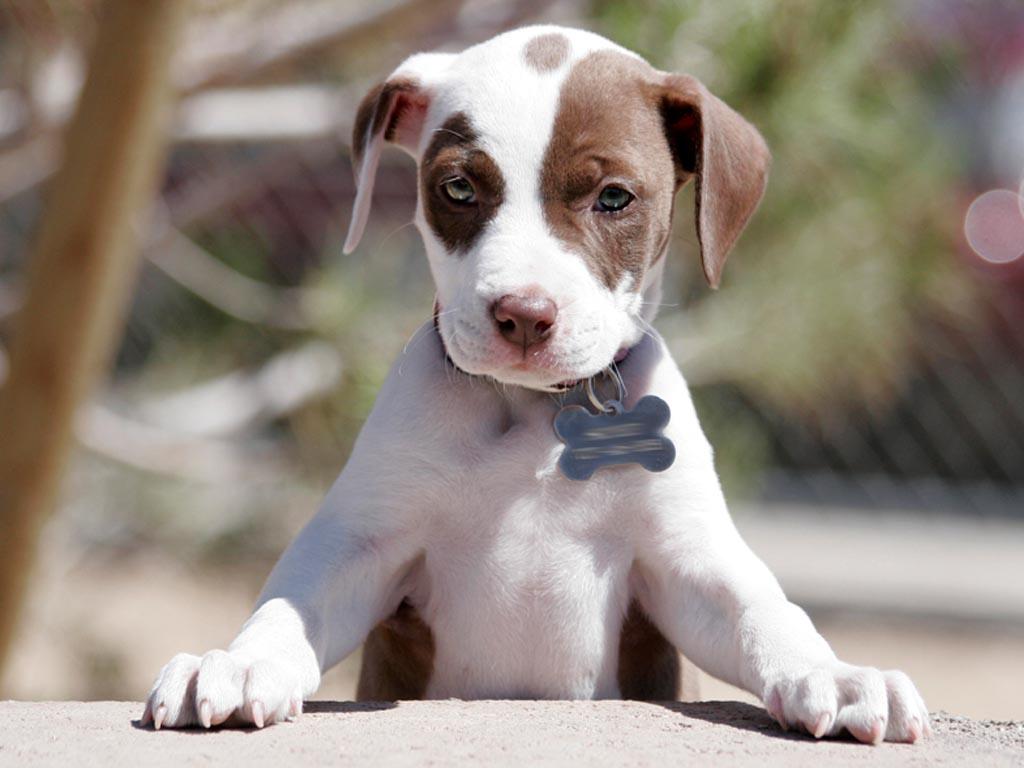 Cute Pitbull Puppies
