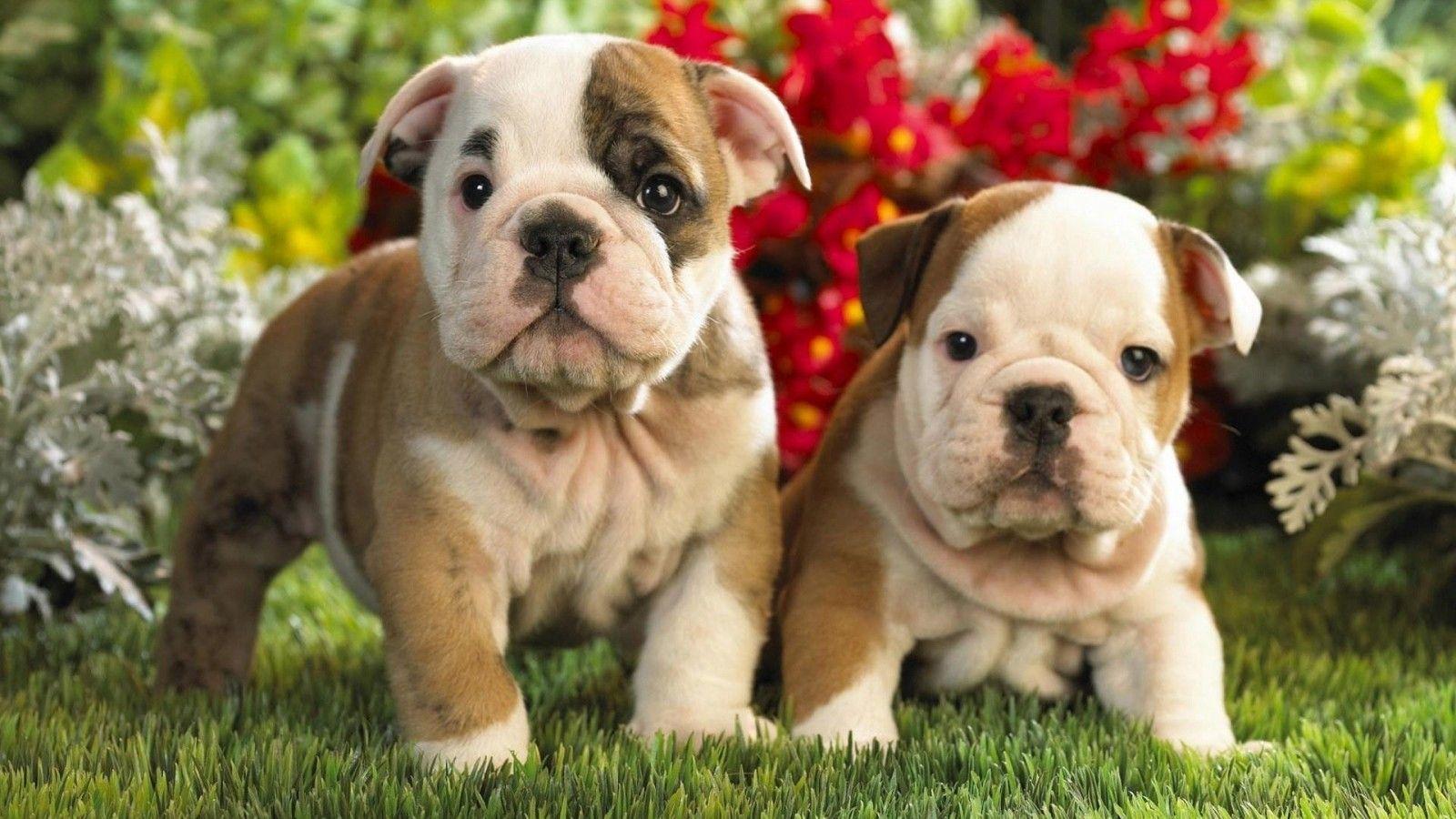 Cute Bulldog Puppies Photo HD Wallpaper of Animals