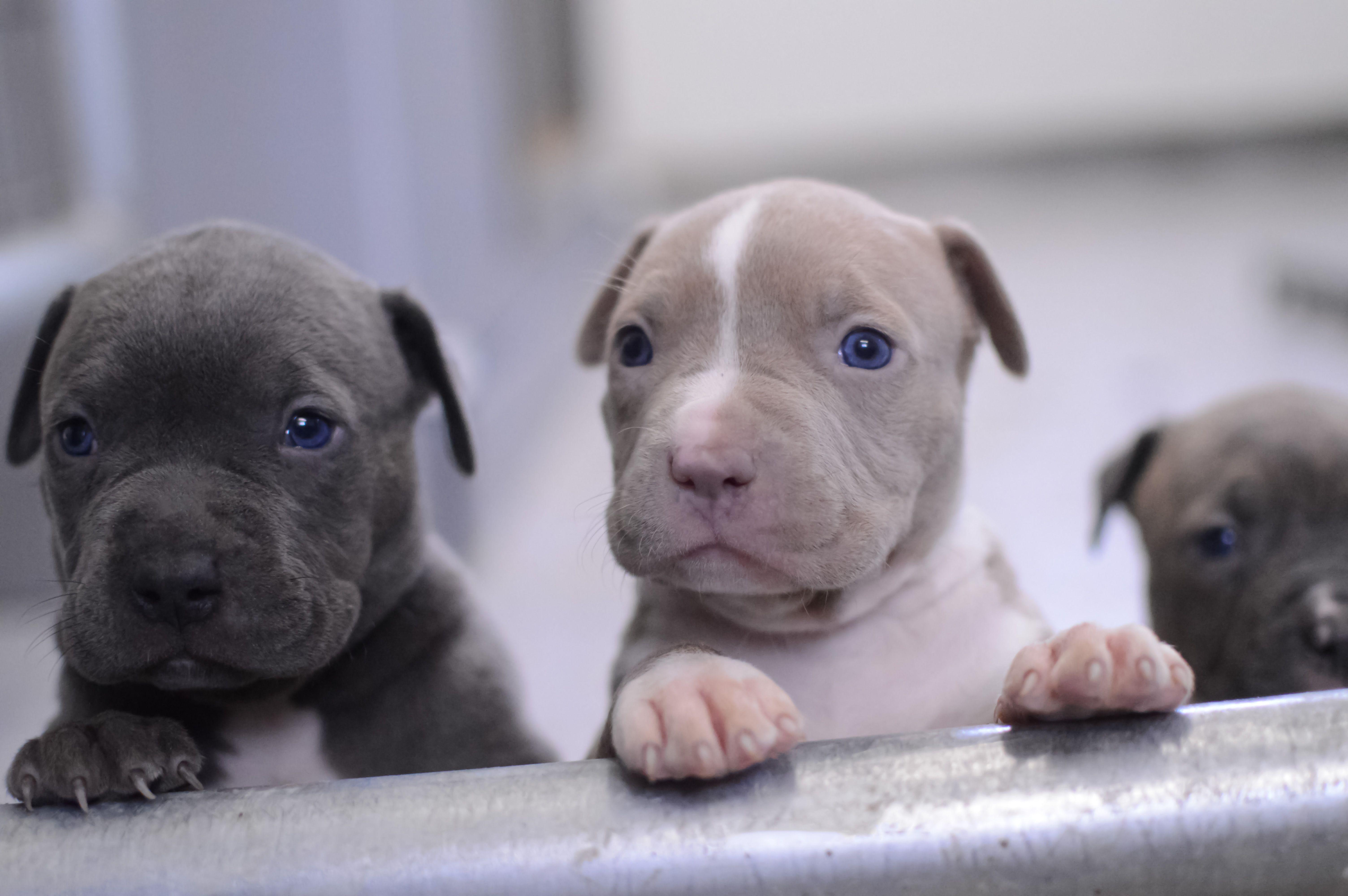 Blue Nose Pitbull Puppies For Red Pitbulls Wallpaper With Puppy