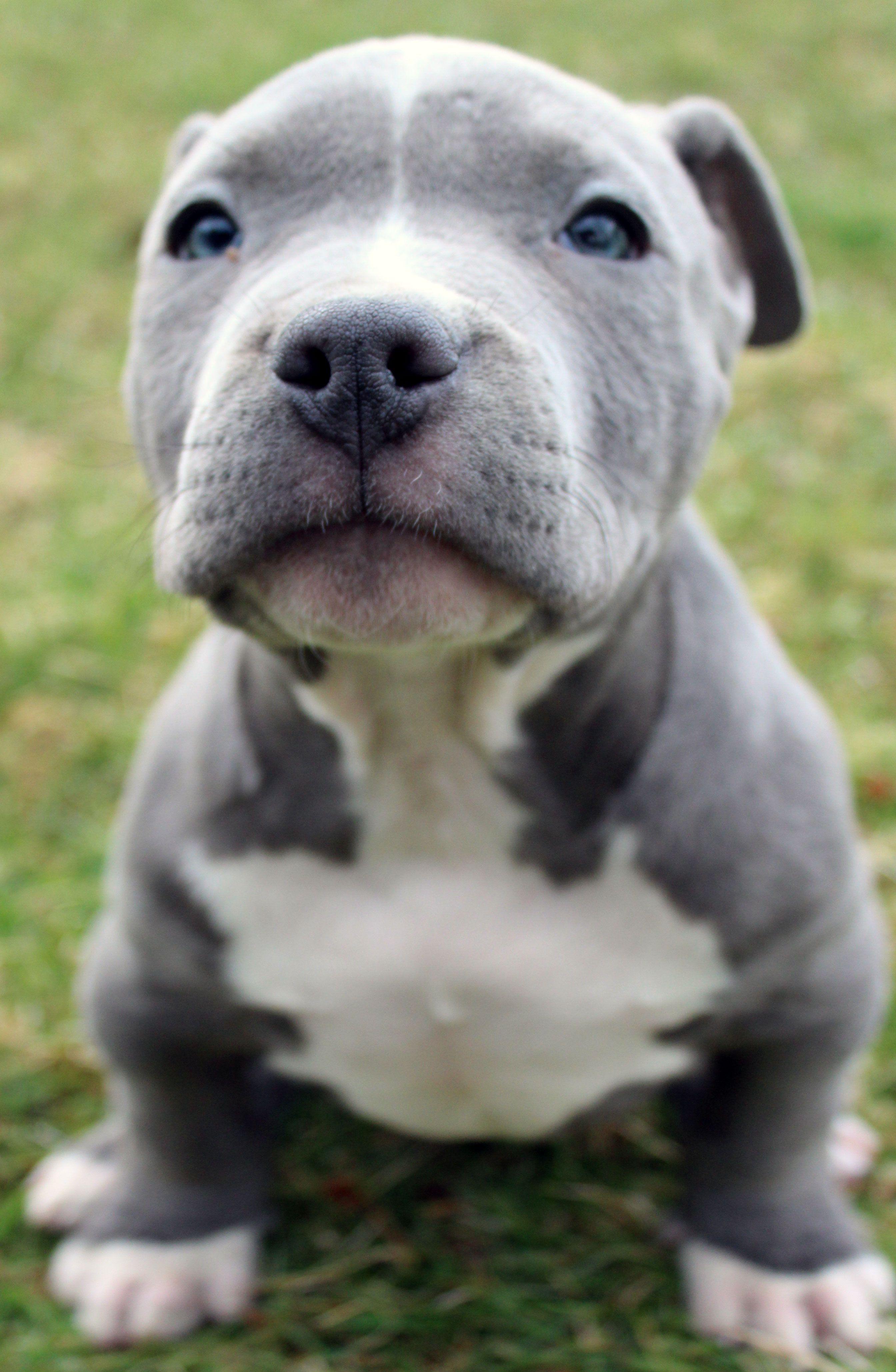 Blue Pitbull Puppies For Nose Breeders Screensaver On Picture Of