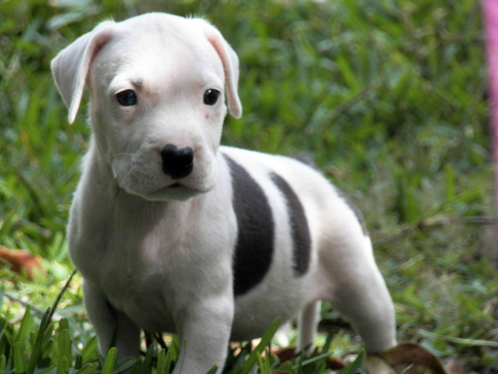 White Pitbull Puppies Stands On Grass