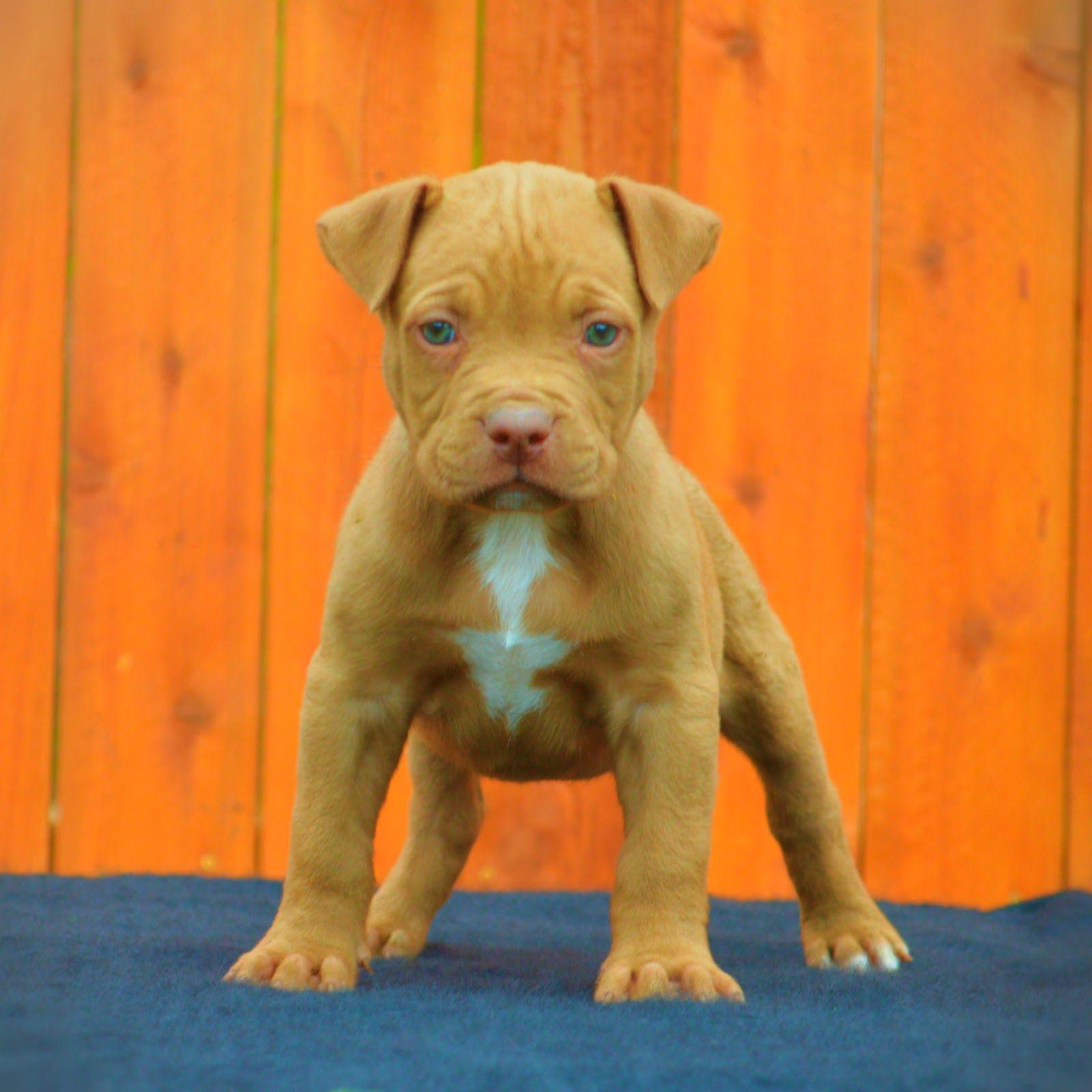 Cute Red Nose Pitbull Puppy