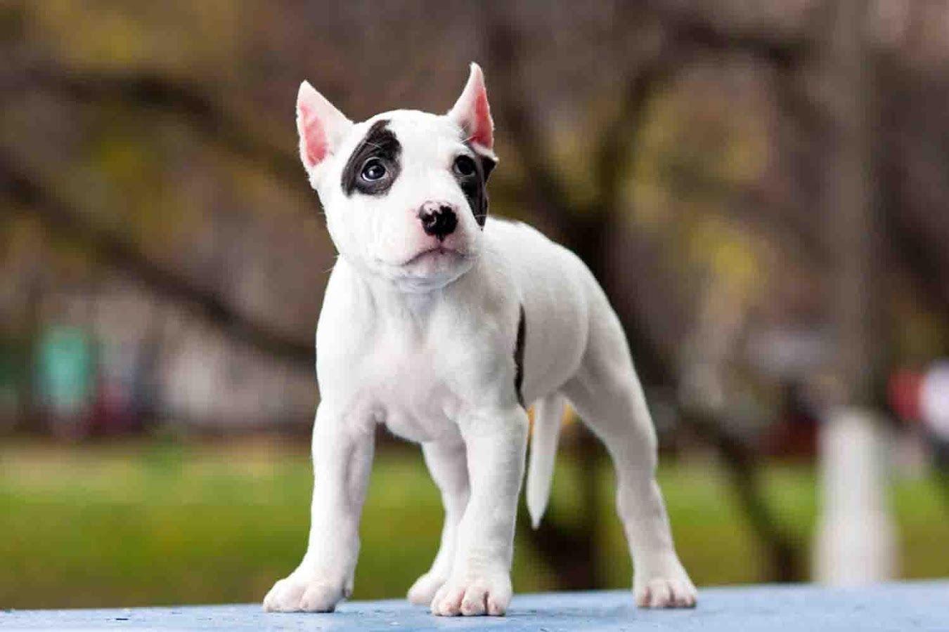Puppy Pitbull Wallpaper Apps on Google Play