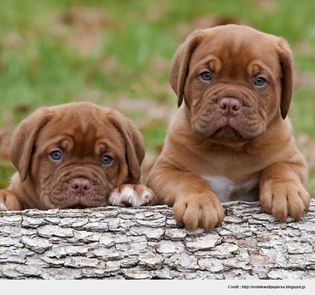 Cute Pitbull Puppies Wallpaper