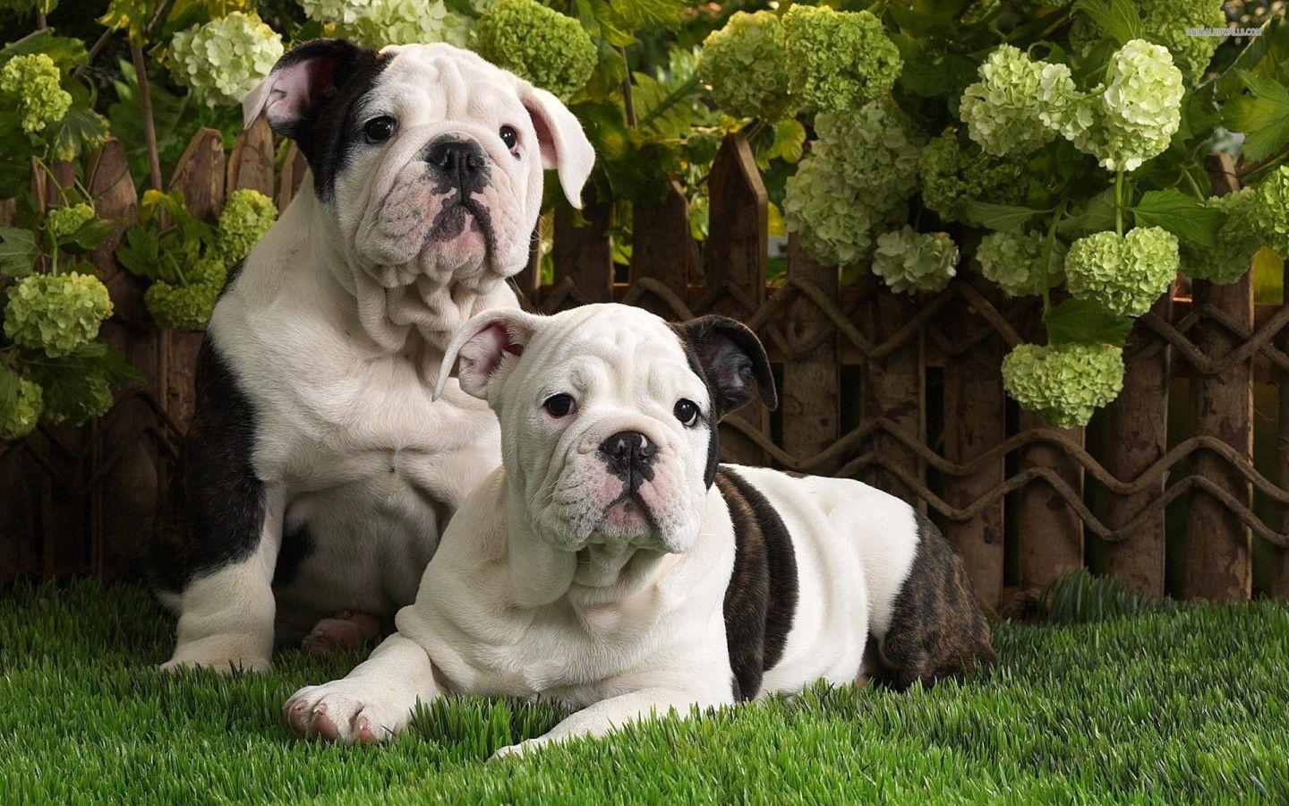 Cute Pitbull Puppies Wallpaper