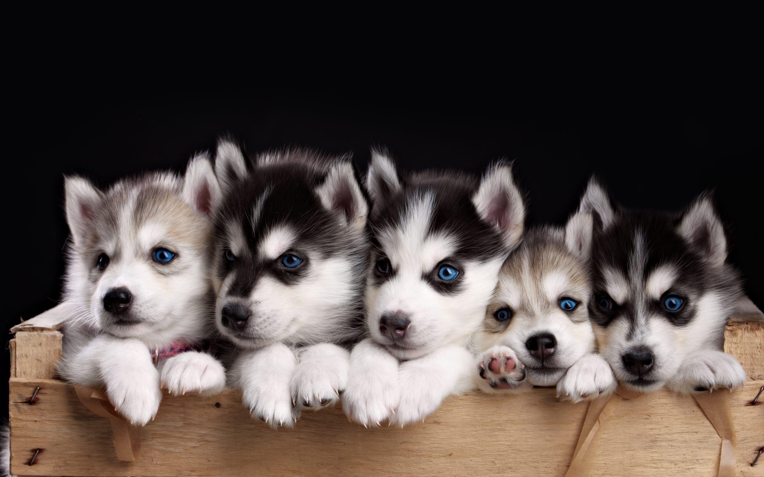 Husky Puppy Wallpapers - Wallpaper Cave