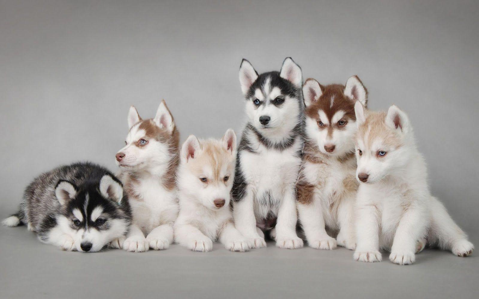 Husky Puppy Wallpapers Wallpaper Cave