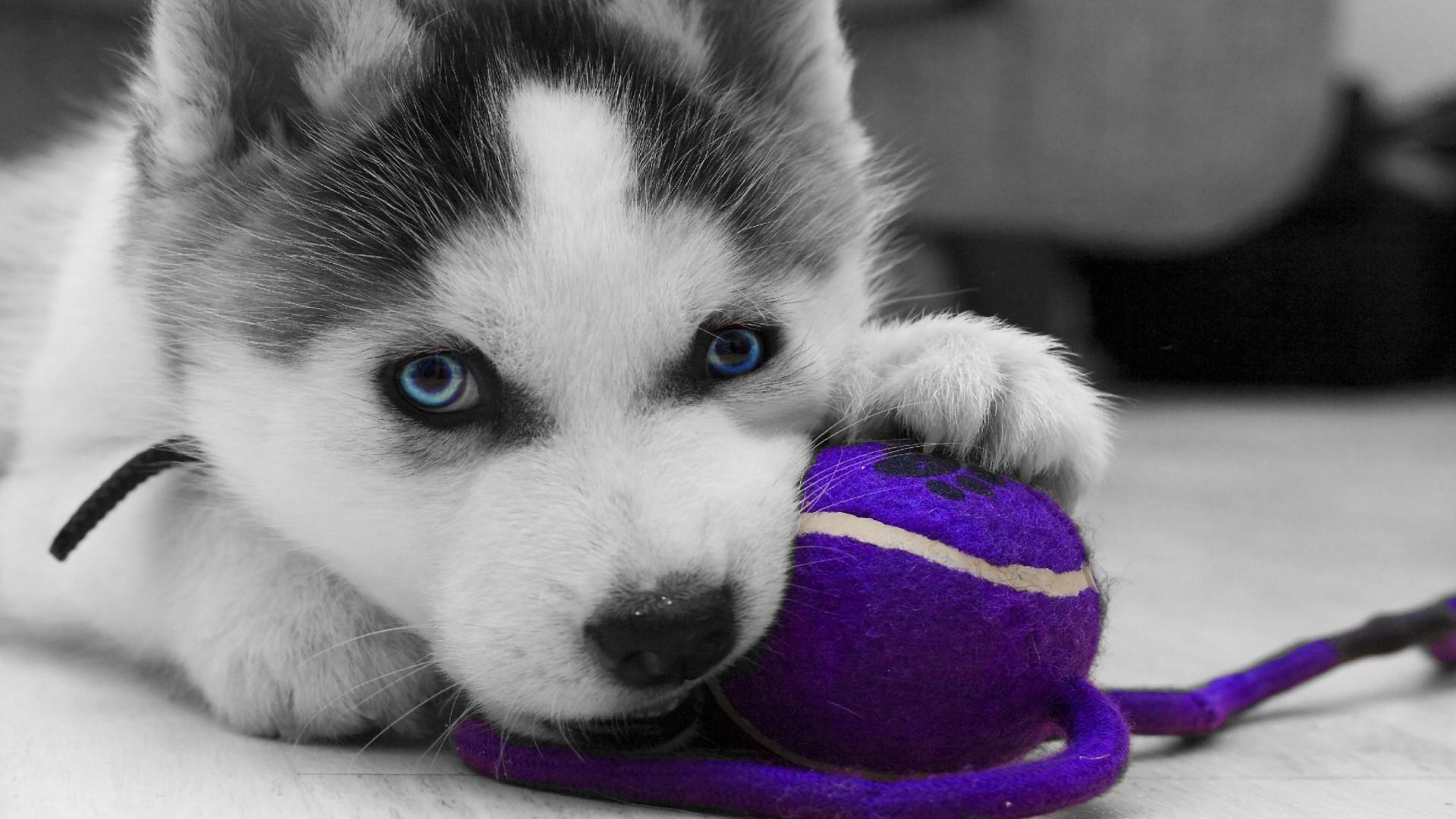 Husky Puppy Wallpapers - Wallpaper Cave