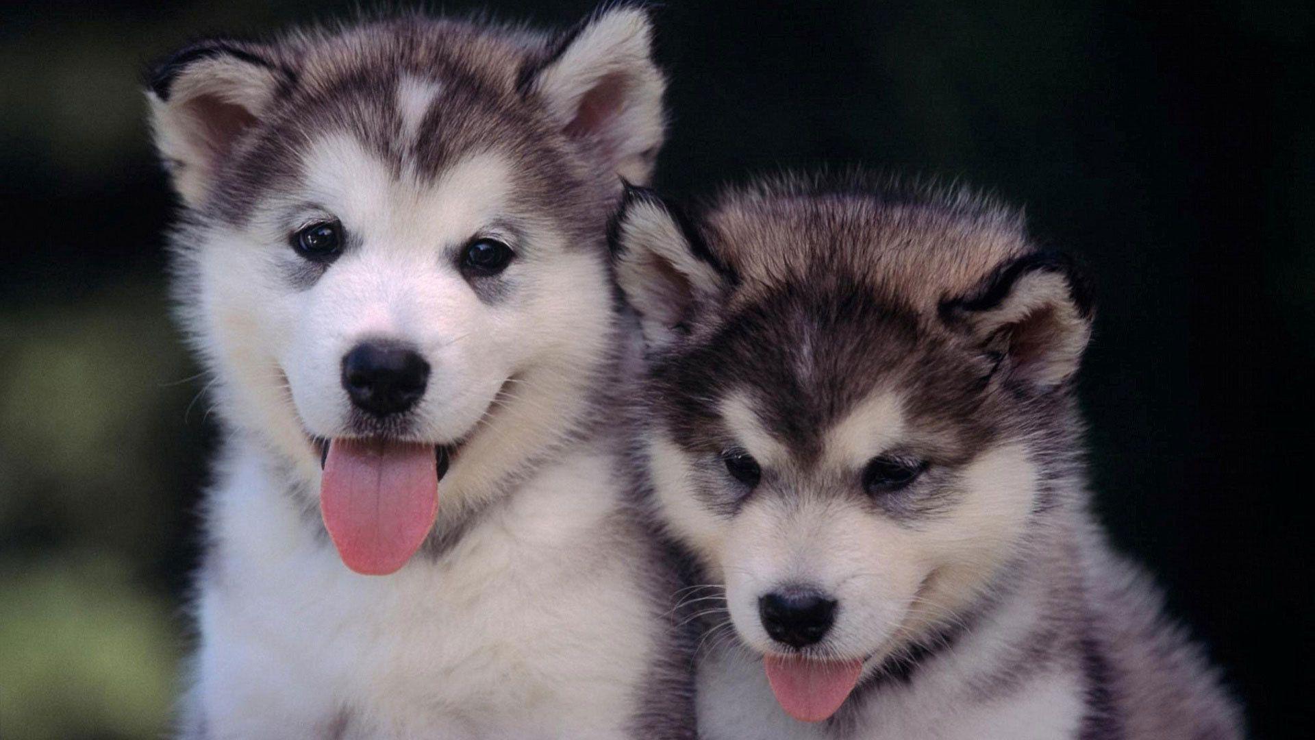  Husky  Puppy  Wallpapers  Wallpaper  Cave