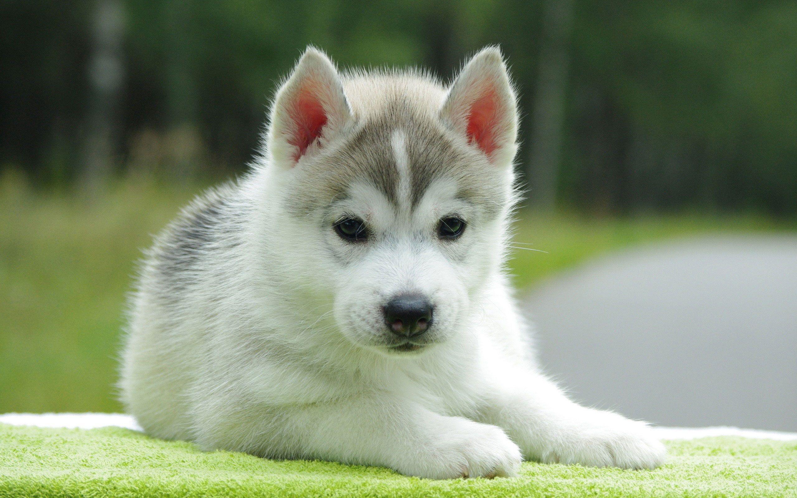 Siberian Husky Puppy 20783 2560x1600 px