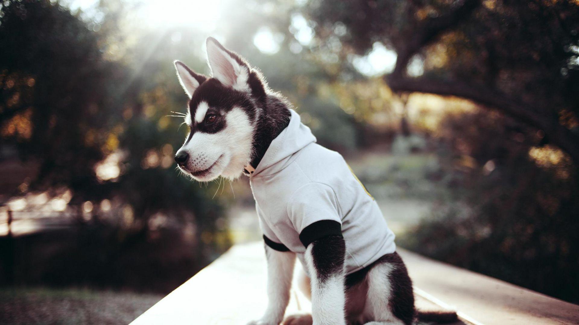 Download Wallpaper 1920x1080 Husky, Puppy, Clothing, Muzzle Full