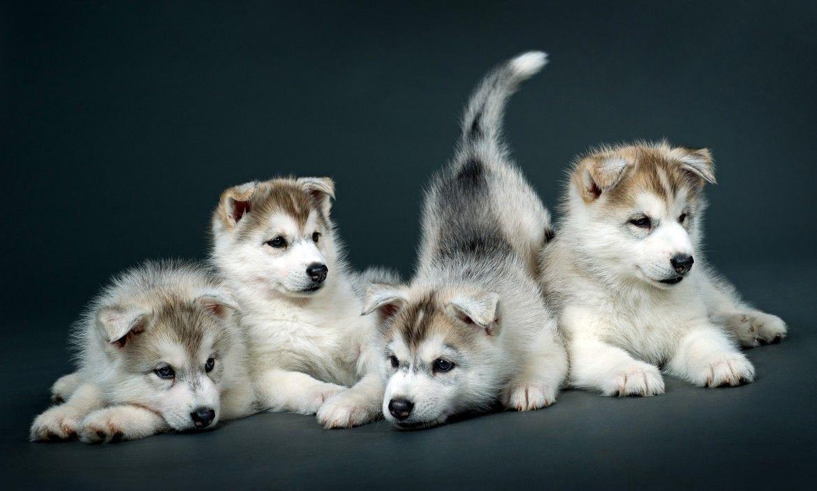 Siberian Husky puppies Available in Phoenix & Tucson, AZ