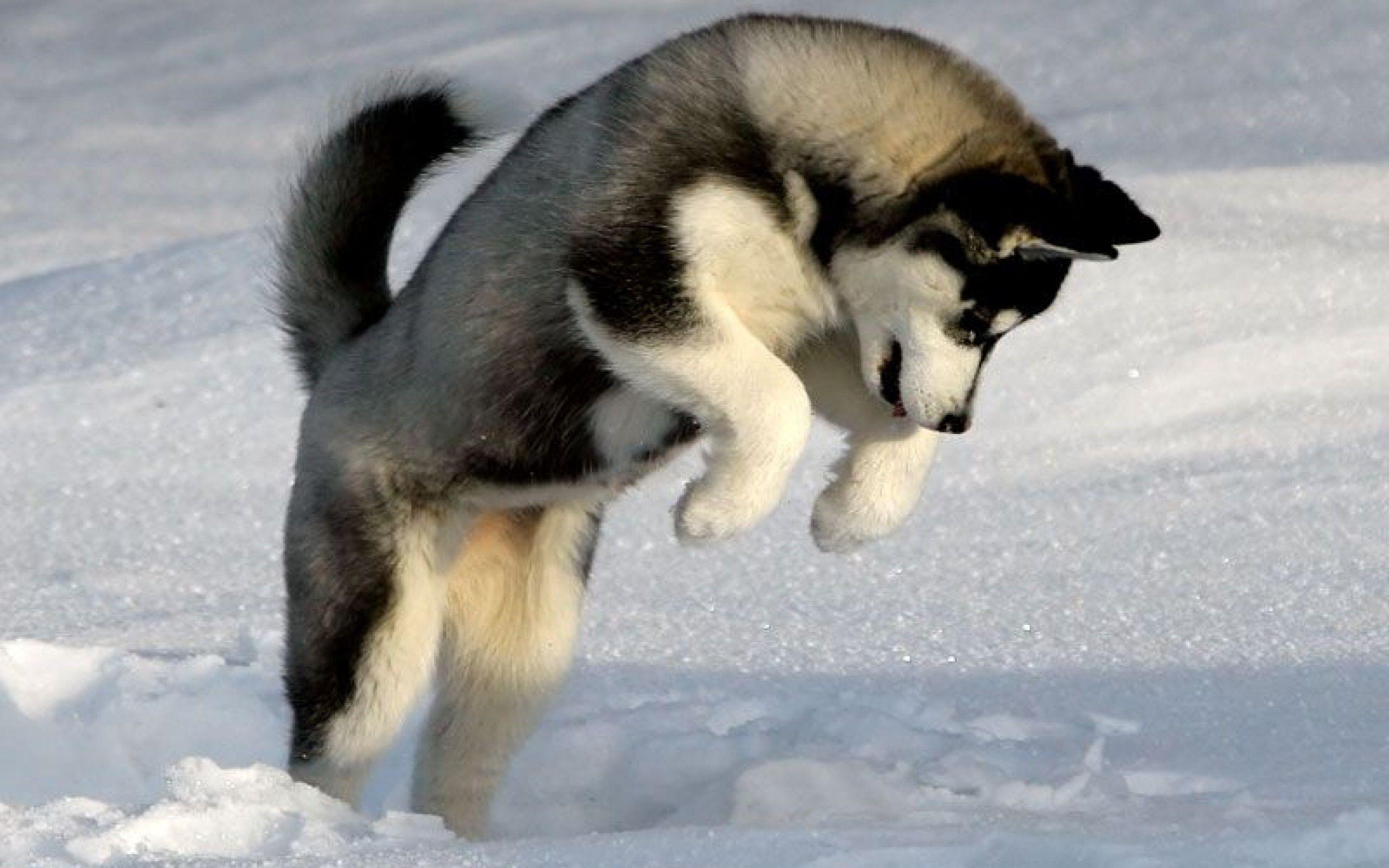 Free Husky Puppy Wallpaper Picture