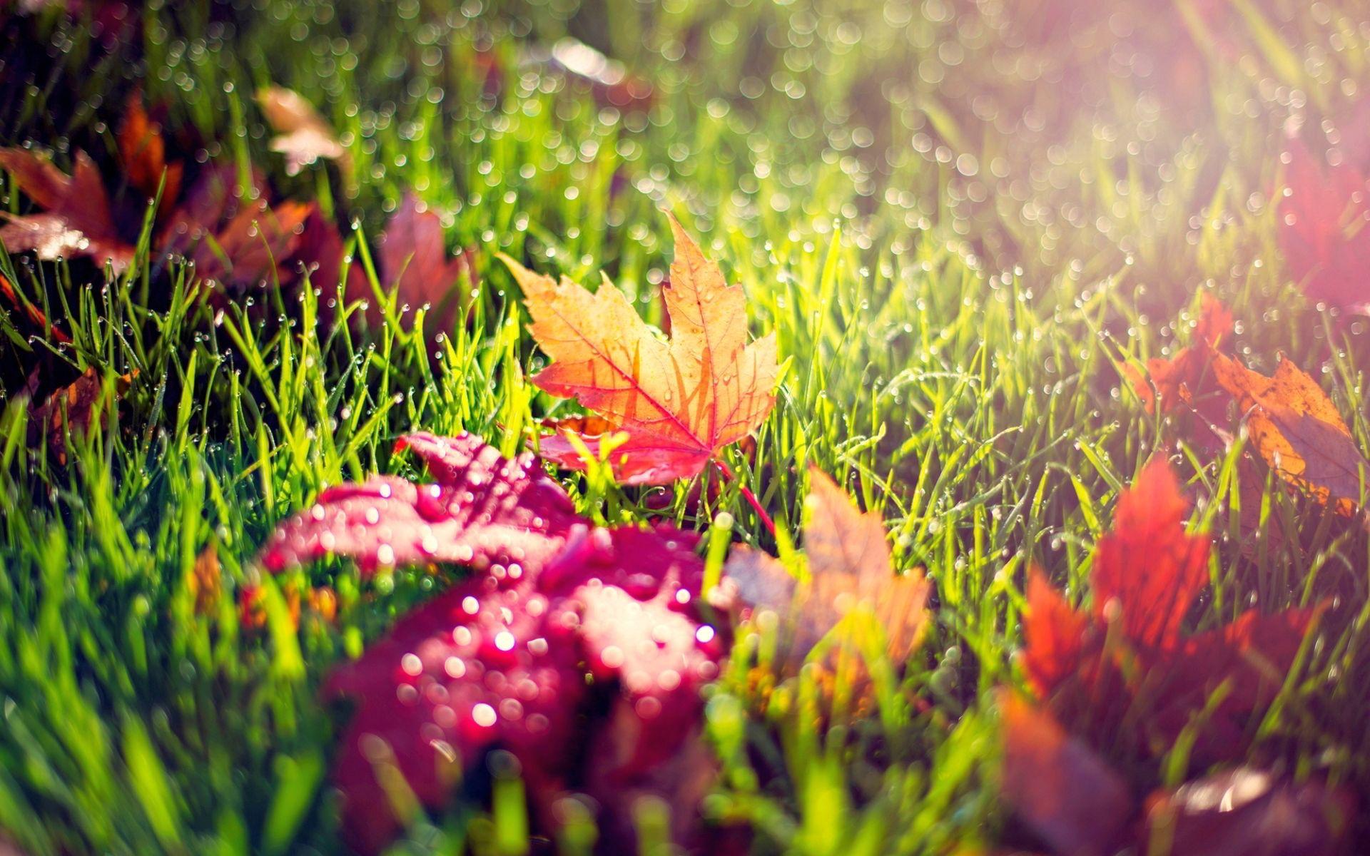 Autumn leaves in morning dew wallpaperx1200