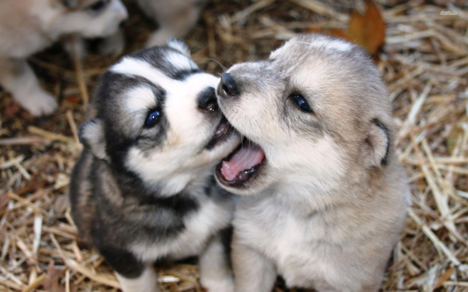 1920x1200px Husky Puppies (369.72 KB).08.2015