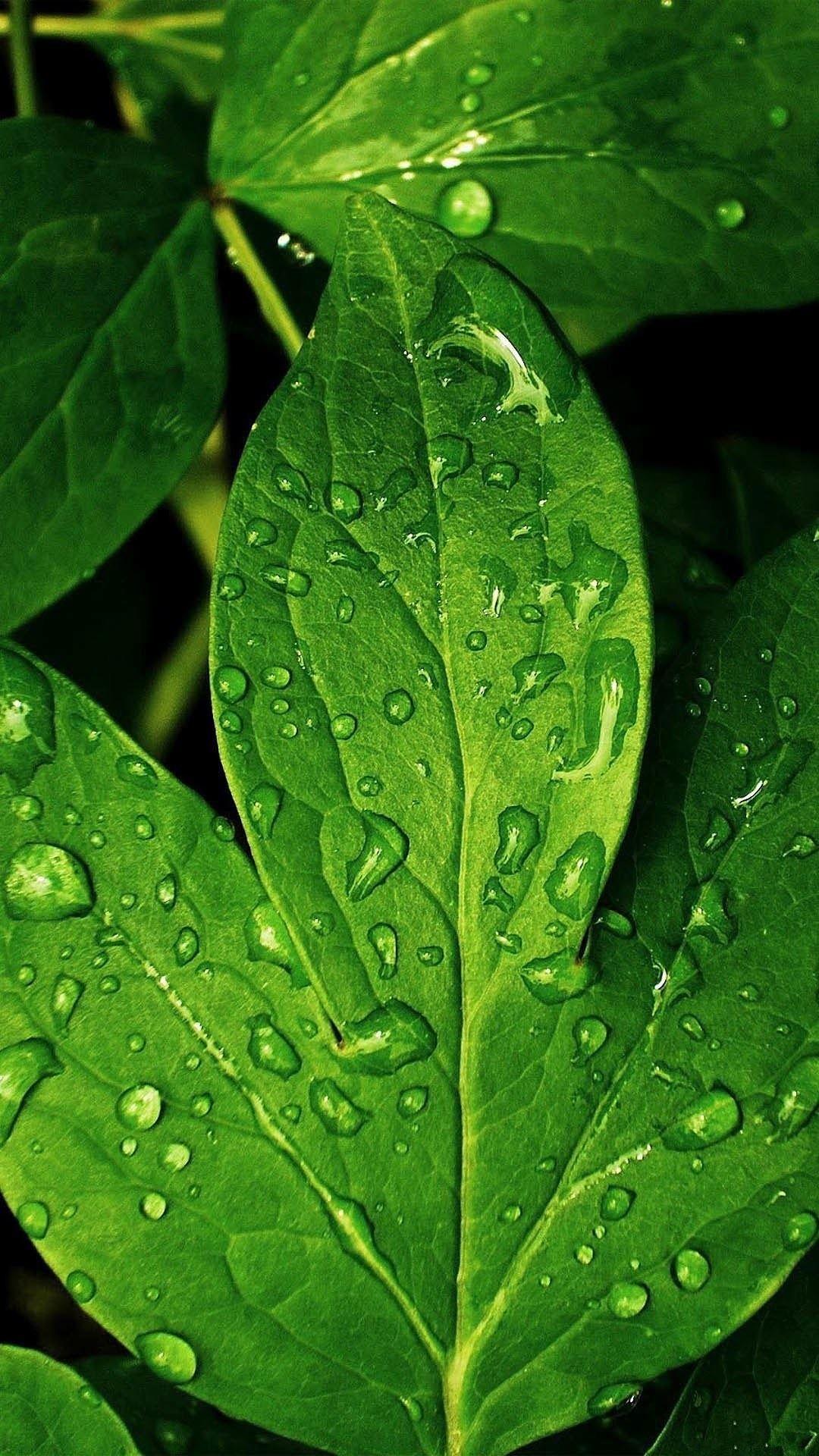 Morning Dew Green Leaf iPhone 6 Plus HD Wallpaper HD