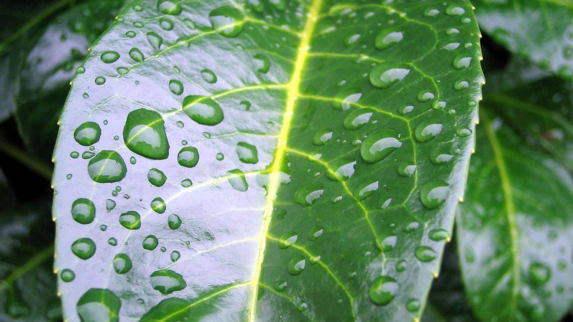 Morning dew on the leaf Wallpaper
