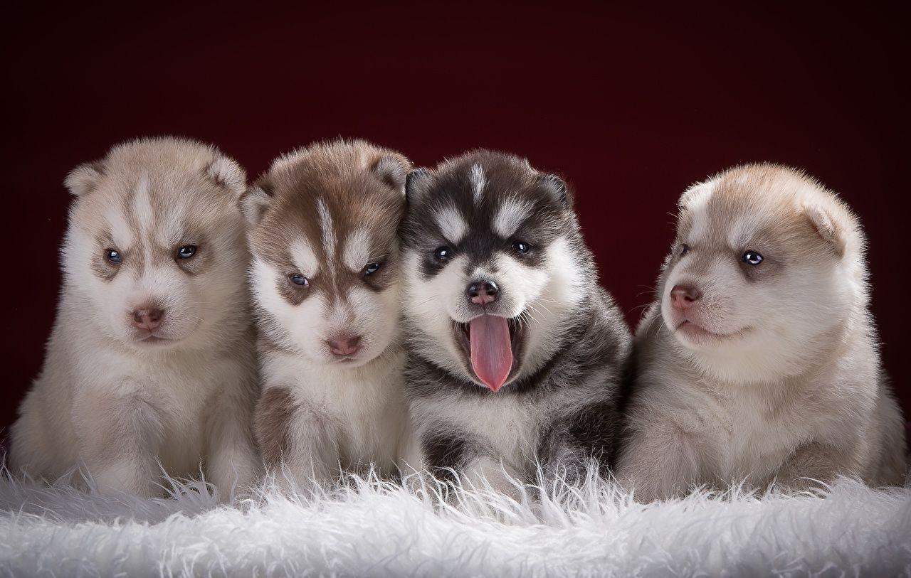 Puppy Husky Dogs 4 Animals