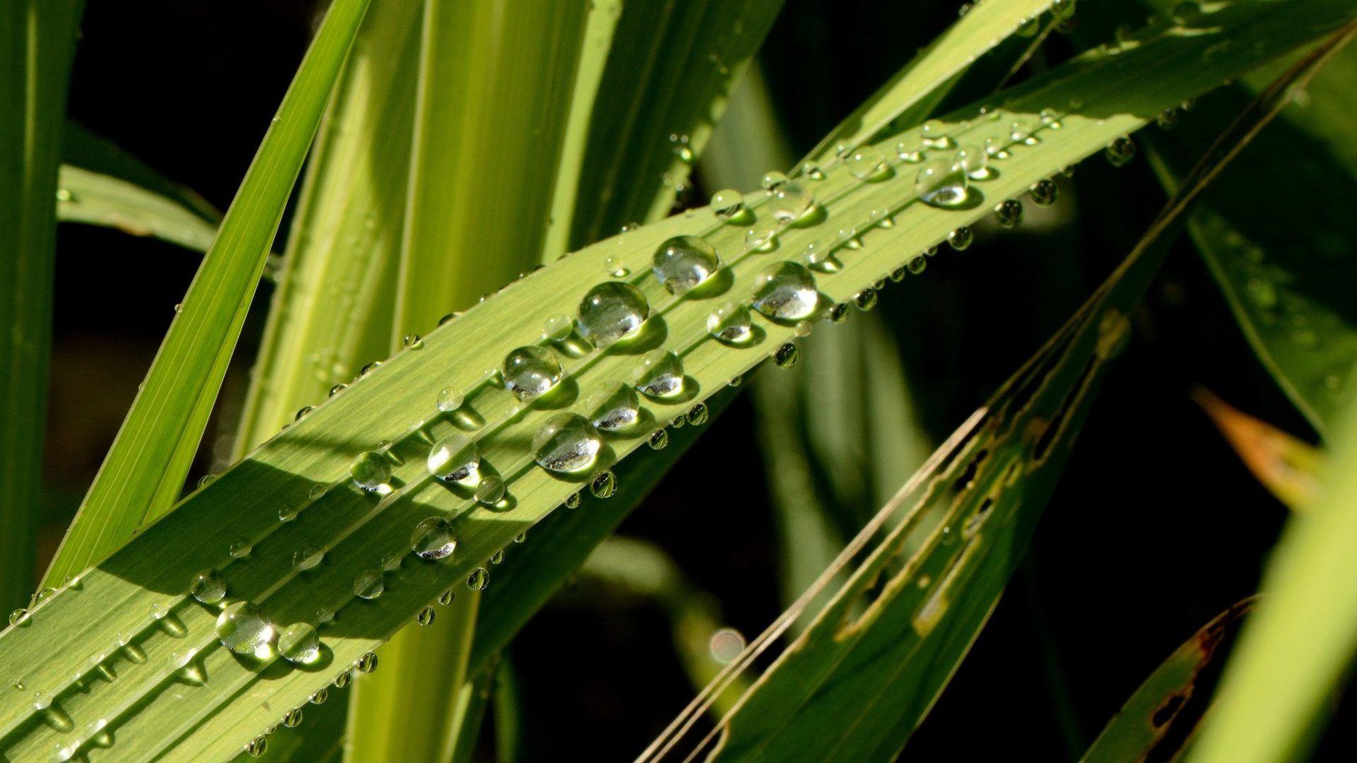 Dew Tag wallpaper: Green Close Drops Up Macro Grass Dew