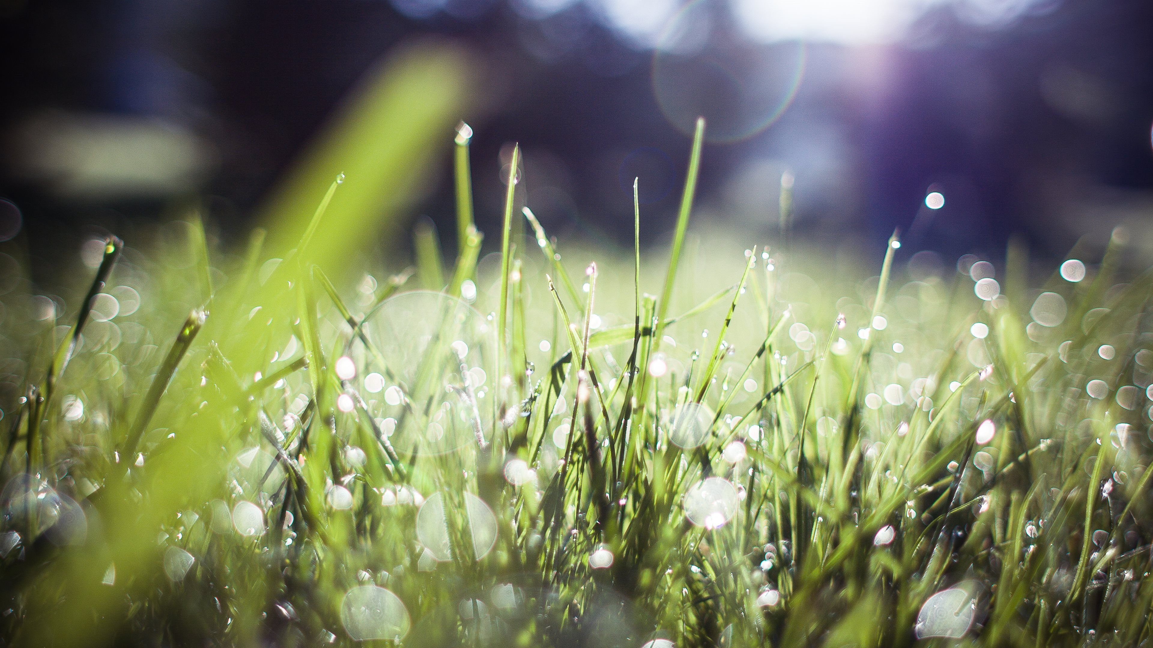 Morning Dew on the Green Grass HD Wallpaper · 4K