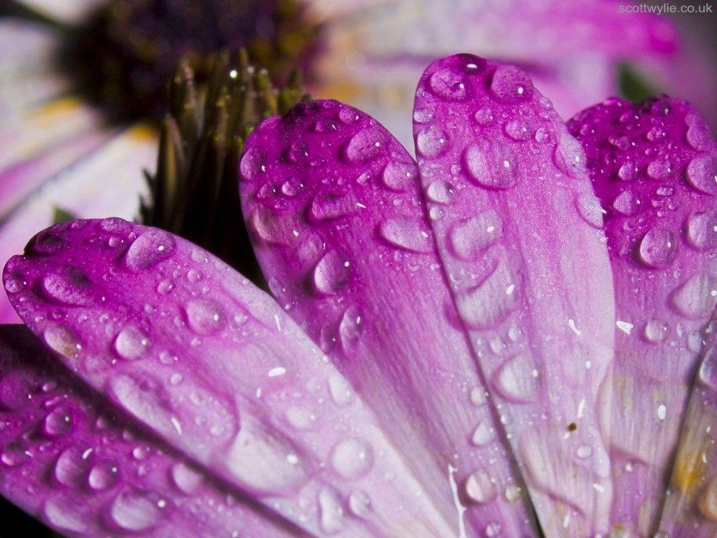 Flower Purple Nature Morning Spring Dew Rain Leaves Wallpaper