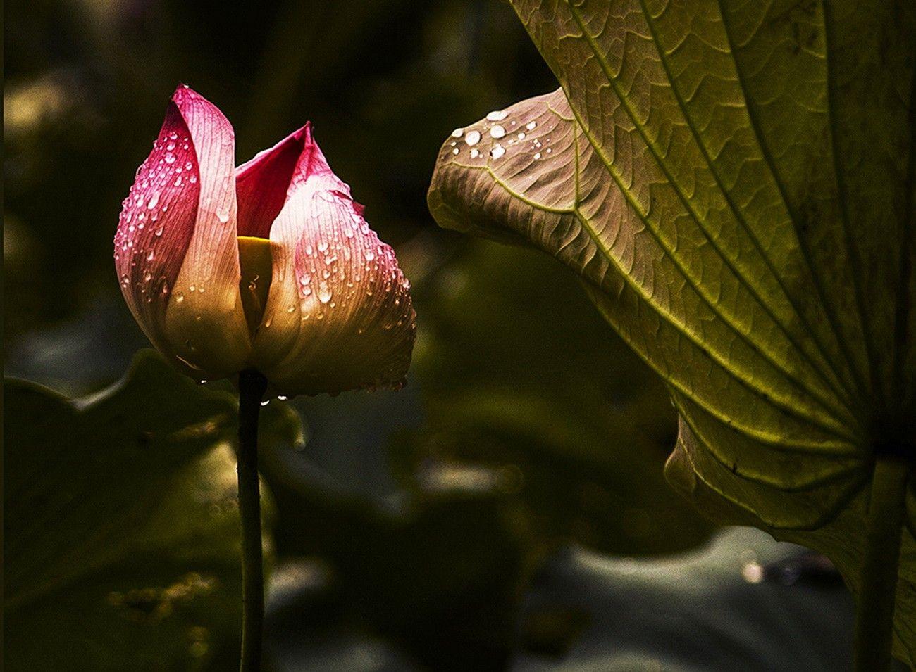Flower: Pink Lotus Dew Morning Bud Flower Leaves Wallpaper HD