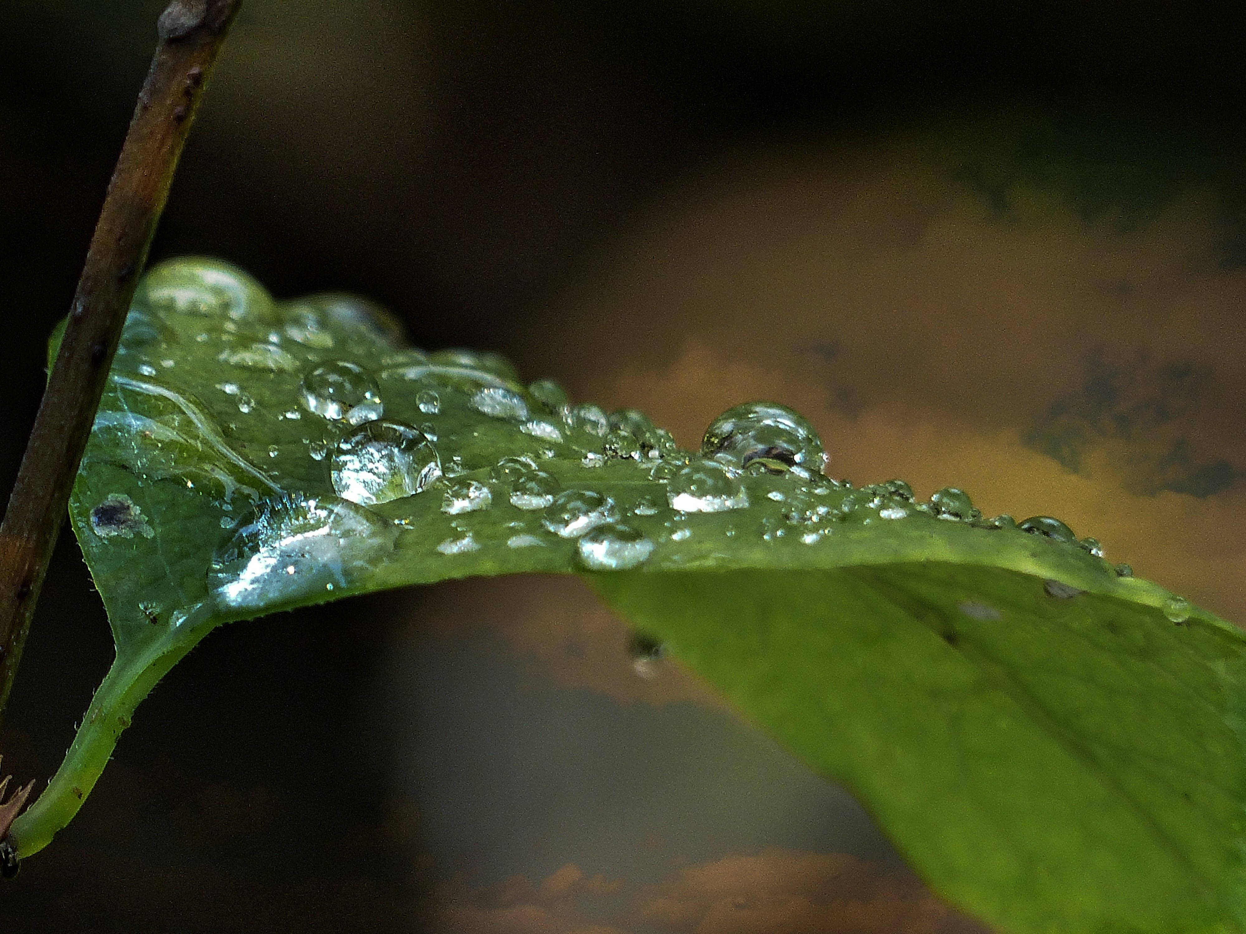 dew drops on green leaf free image