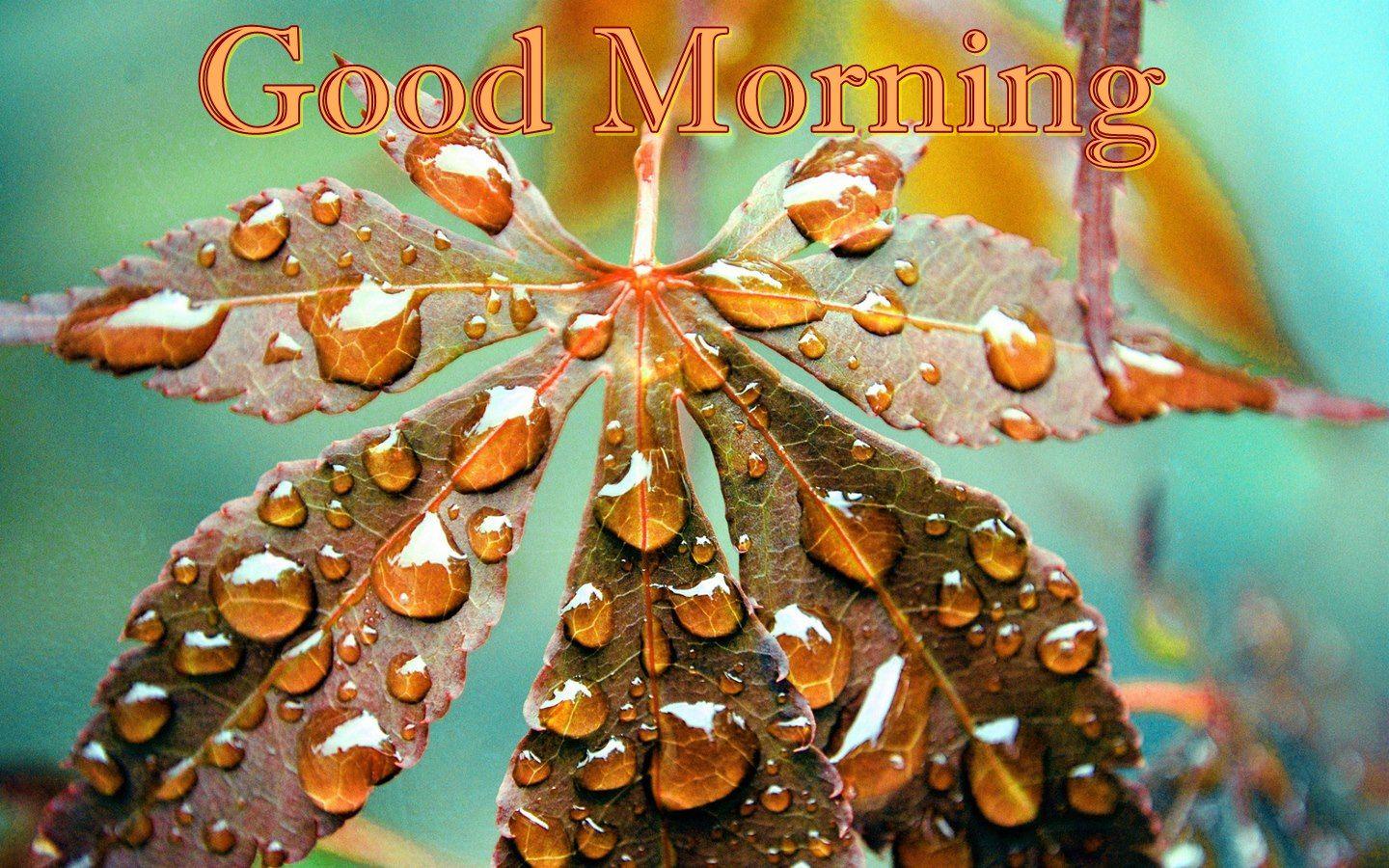 Good Morning Dew Drops Autumn Leaf Winter Wallpaper