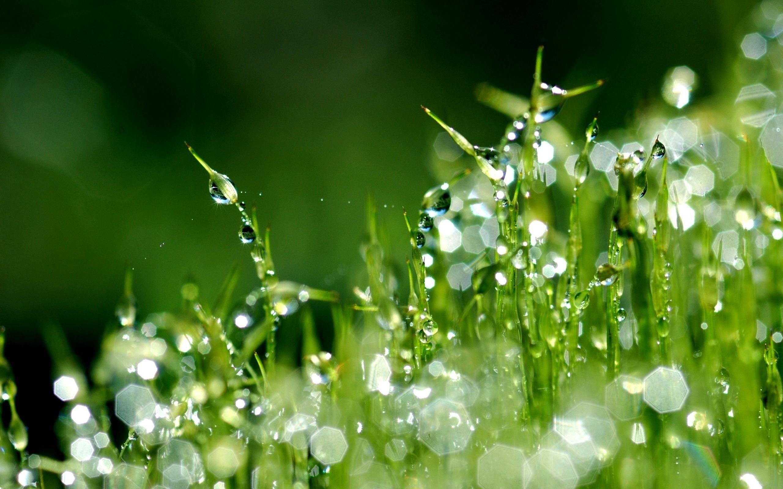 Photo Collection Download Dew Drops Grass