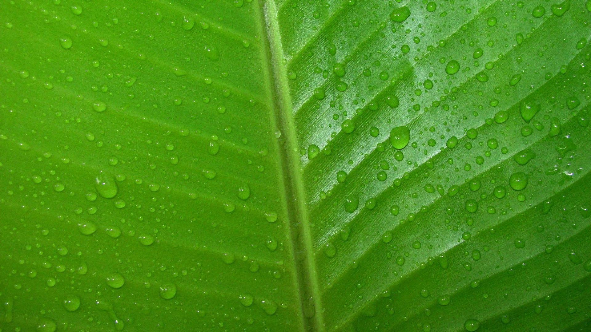 Dew drop on the leaf wallpaper. Wallpaper Wide HD