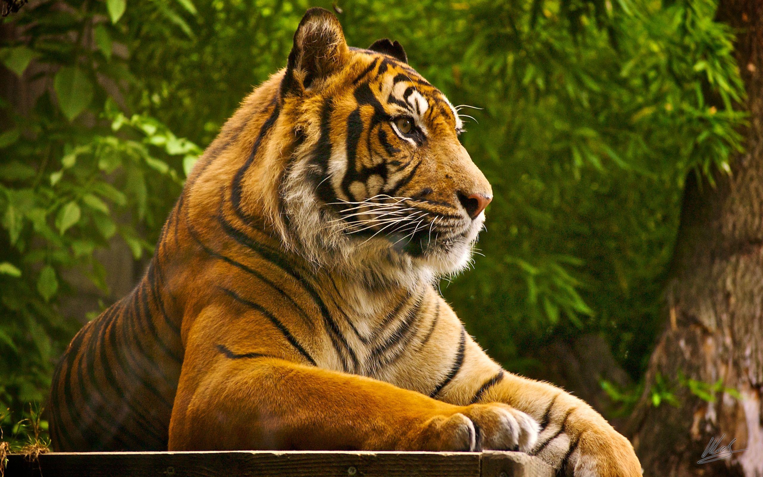 Sumatran Tiger Wallpaper