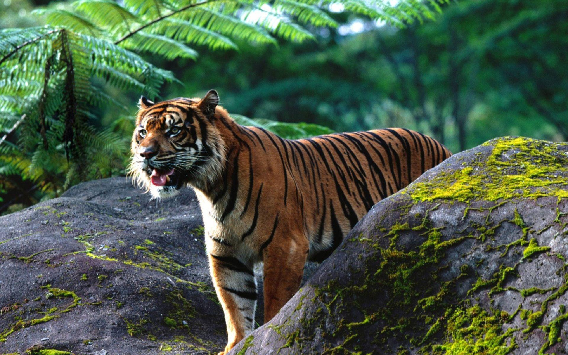 Reptiles Tigers Sumatran Tiger wallpaper