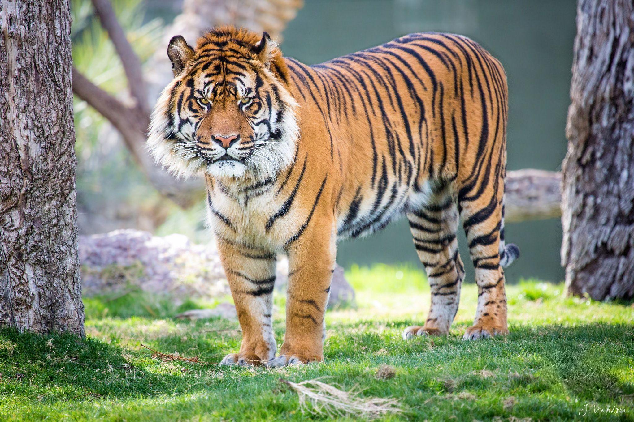 Sumatran Tiger Wallpaper Image Photo Picture Background